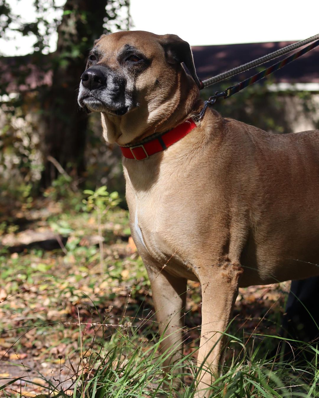 Frank, you’re too good of a boy to be here 💙

This 7 year old lab/shepherd mix king just wants to rule one thing and one thing only…. all of your love 👑

Frank still has a moderate energy level, making him equally game for a day on the couch or a nice long walk at the park 🛋🚶🏞

Please give this Marmaduke lookalike something to be thankful for this week and stop by the shelter from 12-6 today!

Learn more at pethelpers.org 💙

.
.
.
.
.

<a target='_blank' href='https://www.instagram.com/explore/tags/marmaduke/'>#marmaduke</a> <a target='_blank' href='https://www.instagram.com/explore/tags/adopt/'>#adopt</a> <a target='_blank' href='https://www.instagram.com/explore/tags/labmix/'>#labmix</a> <a target='_blank' href='https://www.instagram.com/explore/tags/lab/'>#lab</a> <a target='_blank' href='https://www.instagram.com/explore/tags/shepherd/'>#shepherd</a> <a target='_blank' href='https://www.instagram.com/explore/tags/shepherdmix/'>#shepherdmix</a> <a target='_blank' href='https://www.instagram.com/explore/tags/seniordog/'>#seniordog</a> <a target='_blank' href='https://www.instagram.com/explore/tags/adoptdontshop/'>#adoptdontshop</a> <a target='_blank' href='https://www.instagram.com/explore/tags/adopt/'>#adopt</a> <a target='_blank' href='https://www.instagram.com/explore/tags/rescue/'>#rescue</a> <a target='_blank' href='https://www.instagram.com/explore/tags/rescuedogsofinstagram/'>#rescuedogsofinstagram</a> <a target='_blank' href='https://www.instagram.com/explore/tags/rescuedismyfavoritebreed/'>#rescuedismyfavoritebreed</a> <a target='_blank' href='https://www.instagram.com/explore/tags/rescuesofinstagram/'>#rescuesofinstagram</a> <a target='_blank' href='https://www.instagram.com/explore/tags/shelter/'>#shelter</a> <a target='_blank' href='https://www.instagram.com/explore/tags/shelterdogsofinstagram/'>#shelterdogsofinstagram</a> <a target='_blank' href='https://www.instagram.com/explore/tags/shelterdog/'>#shelterdog</a> <a target='_blank' href='https://www.instagram.com/explore/tags/shelterdogs/'>#shelterdogs</a> <a target='_blank' href='https://www.instagram.com/explore/tags/sc/'>#sc</a> <a target='_blank' href='https://www.instagram.com/explore/tags/southcarolina/'>#southcarolina</a> <a target='_blank' href='https://www.instagram.com/explore/tags/lowcountry/'>#lowcountry</a> <a target='_blank' href='https://www.instagram.com/explore/tags/charleston/'>#charleston</a>