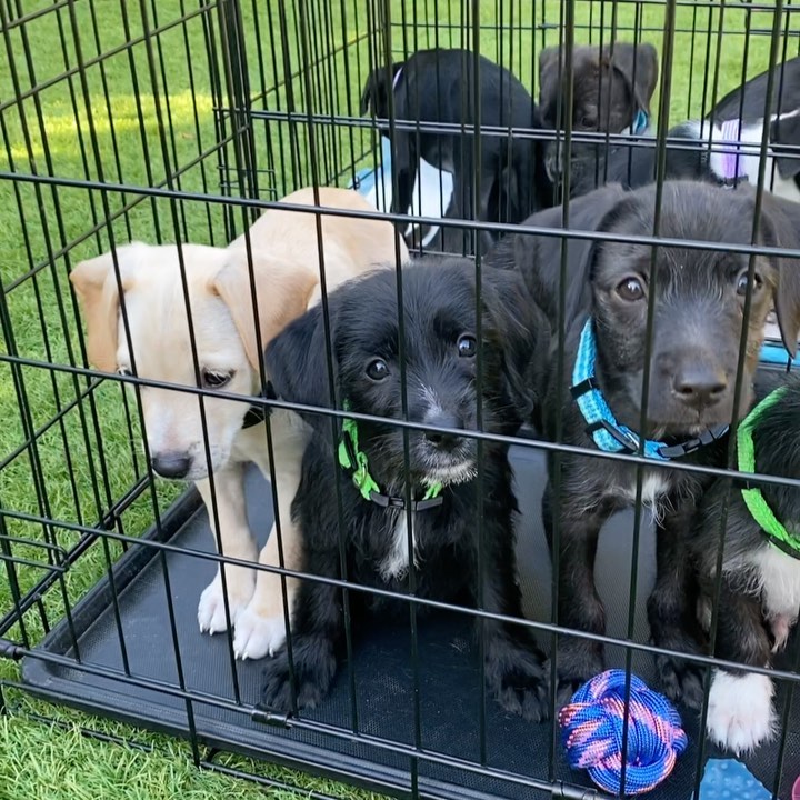 Say hello to our newest rescue puppies, the “Latin” Litter. 💃🏼🐶✨They are 10 week old pittie/poodle mixes who are ready for forever homes! 💛

Momma is a grey pittie (around 40 lbs) and dad is a maltipoo (see pic), so we think they will be about ~30 lbs full grown! They were part of an accidental litter and almost ended up in the shelter before a kind lady welcomed them into her home. Her family has raised them over the last 10 weeks and now they are ready to find forever homes! They have been around big dogs, small dogs, and young kids. 

HIT Living is looking for individuals or families who are willing to put in the time and effort to raise a puppy and who are ready to commit to loving us FOR LIFE! 

GIRLS: ✨ J Lo ✨ Shakira ✨ Selena ✨

BOYS: ✨ Bad Bunny ✨ Daddy Yankee ✨ Enrique ✨ Maluma ✨ Mr 305 ✨ Ricky Martin ✨

You can learn more + apply to adopt at hitlivingfoundation.org ✨

<a target='_blank' href='https://www.instagram.com/explore/tags/hitliving/'>#hitliving</a> <a target='_blank' href='https://www.instagram.com/explore/tags/foundlove/'>#foundlove</a> <a target='_blank' href='https://www.instagram.com/explore/tags/poodlepuppy/'>#poodlepuppy</a> <a target='_blank' href='https://www.instagram.com/explore/tags/poodlepuppies/'>#poodlepuppies</a> <a target='_blank' href='https://www.instagram.com/explore/tags/pitbullmixpuppies/'>#pitbullmixpuppies</a> <a target='_blank' href='https://www.instagram.com/explore/tags/pittiemix/'>#pittiemix</a> <a target='_blank' href='https://www.instagram.com/explore/tags/puppiesofig/'>#puppiesofig</a> <a target='_blank' href='https://www.instagram.com/explore/tags/puppiesoftheday/'>#puppiesoftheday</a> <a target='_blank' href='https://www.instagram.com/explore/tags/adoptme/'>#adoptme</a> <a target='_blank' href='https://www.instagram.com/explore/tags/losangeles/'>#losangeles</a> <a target='_blank' href='https://www.instagram.com/explore/tags/puppylove/'>#puppylove</a> <a target='_blank' href='https://www.instagram.com/explore/tags/puppiesofinstagram/'>#puppiesofinstagram</a> <a target='_blank' href='https://www.instagram.com/explore/tags/scruffypups/'>#scruffypups</a> <a target='_blank' href='https://www.instagram.com/explore/tags/adoptme/'>#adoptme</a> <a target='_blank' href='https://www.instagram.com/explore/tags/adoptdontshop/'>#adoptdontshop</a>