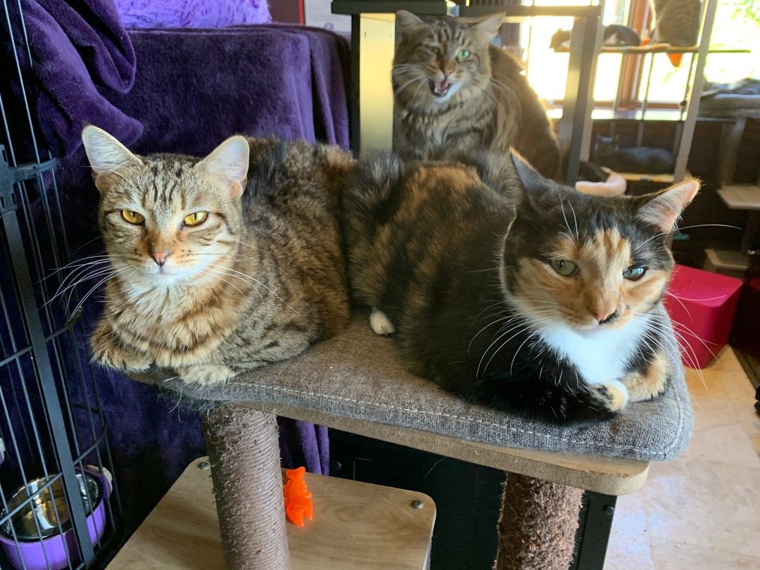 Butterscotch and Robin are not amused by Cleo's photobomb 😜 <a target='_blank' href='https://www.instagram.com/explore/tags/youcantsitwithus/'>#youcantsitwithus</a> <a target='_blank' href='https://www.instagram.com/explore/tags/purrr/'>#purrr</a> <a target='_blank' href='https://www.instagram.com/explore/tags/catsanctuary/'>#catsanctuary</a> <a target='_blank' href='https://www.instagram.com/explore/tags/cats/'>#cats</a> <a target='_blank' href='https://www.instagram.com/explore/tags/adoptdontshop/'>#adoptdontshop</a>