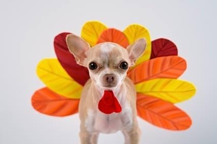 Happy Thanksgiving !! 
We are thankful for your support so we can keep saving furry lives 🙌. Please have a safe holiday weekend filled with family and love ❤️