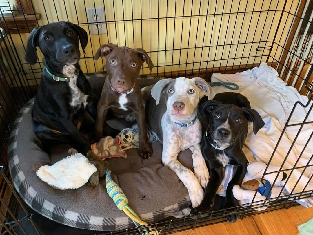 The Toy Story pups are waiting patiently for their pup friendly Thanksgiving dinner and their forever homes! Check out Slinky, Jesse and Buzz at www.lucky13rescue.org/adoptable-dogs.