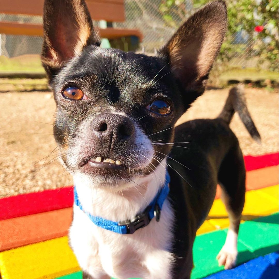 Oh my UNDERBITE! Rocco is a volunteer favorite. I mean, really? Who can resist an underbite? He was found at a busy intersection and luckily was rescued! He is around 4 yrs old and sweet as pie! He loves cuddles, toys and attention. Meet Rocco today!  We will be closed for Thanksgiving tomorrow and Thursday, back on Friday from 10-2. <a target='_blank' href='https://www.instagram.com/explore/tags/abandonedanimalrescue/'>#abandonedanimalrescue</a> <a target='_blank' href='https://www.instagram.com/explore/tags/givingpawsahelpinghand/'>#givingpawsahelpinghand</a> <a target='_blank' href='https://www.instagram.com/explore/tags/dogsofaar/'>#dogsofaar</a> <a target='_blank' href='https://www.instagram.com/explore/tags/pupper/'>#pupper</a> <a target='_blank' href='https://www.instagram.com/explore/tags/doggo/'>#doggo</a> <a target='_blank' href='https://www.instagram.com/explore/tags/rescue/'>#rescue</a> <a target='_blank' href='https://www.instagram.com/explore/tags/rescuedogs/'>#rescuedogs</a> <a target='_blank' href='https://www.instagram.com/explore/tags/shelterdog/'>#shelterdog</a> <a target='_blank' href='https://www.instagram.com/explore/tags/happydog/'>#happydog</a> <a target='_blank' href='https://www.instagram.com/explore/tags/gooddoggo/'>#gooddoggo</a> <a target='_blank' href='https://www.instagram.com/explore/tags/lovedogs/'>#lovedogs</a> <a target='_blank' href='https://www.instagram.com/explore/tags/puppies/'>#puppies</a> <a target='_blank' href='https://www.instagram.com/explore/tags/adopt/'>#adopt</a> <a target='_blank' href='https://www.instagram.com/explore/tags/adoptdontshop/'>#adoptdontshop</a> <a target='_blank' href='https://www.instagram.com/explore/tags/adoptable/'>#adoptable</a> <a target='_blank' href='https://www.instagram.com/explore/tags/conroetx/'>#conroetx</a> <a target='_blank' href='https://www.instagram.com/explore/tags/springtx/'>#springtx</a> <a target='_blank' href='https://www.instagram.com/explore/tags/katytx/'>#katytx</a> <a target='_blank' href='https://www.instagram.com/explore/tags/cypresstx/'>#cypresstx</a> <a target='_blank' href='https://www.instagram.com/explore/tags/houston/'>#houston</a> <a target='_blank' href='https://www.instagram.com/explore/tags/magnoliachamberofcommerce/'>#magnoliachamberofcommerce</a> <a target='_blank' href='https://www.instagram.com/explore/tags/magnoliatx/'>#magnoliatx</a> <a target='_blank' href='https://www.instagram.com/explore/tags/thewoodlands/'>#thewoodlands</a> <a target='_blank' href='https://www.instagram.com/explore/tags/chihuahua/'>#chihuahua</a> <a target='_blank' href='https://www.instagram.com/explore/tags/chihuahualife/'>#chihuahualife</a> <a target='_blank' href='https://www.instagram.com/explore/tags/chihuahualove/'>#chihuahualove</a> <a target='_blank' href='https://www.instagram.com/explore/tags/underbite/'>#underbite</a>