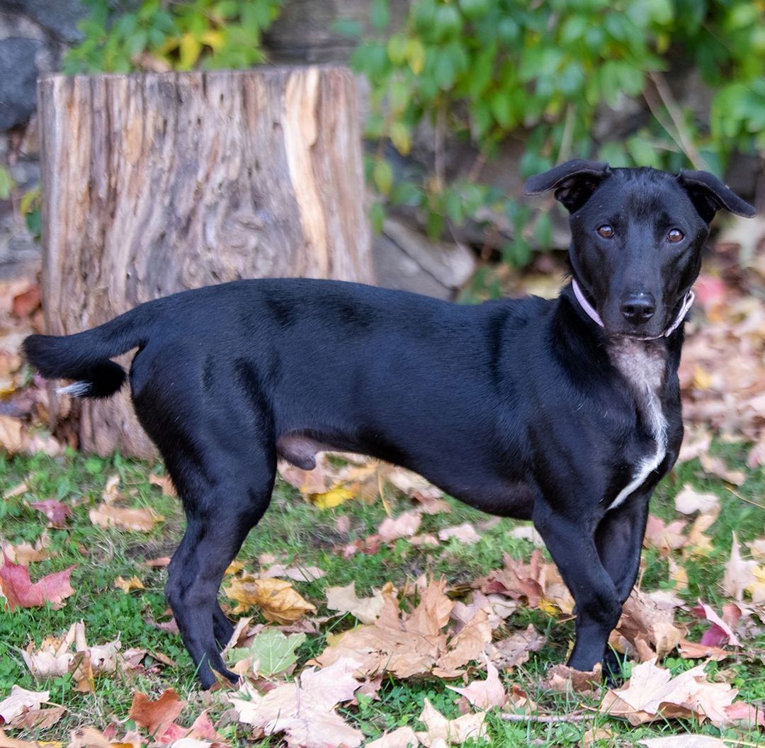 Meet Pretzel! Half as tall and twice as long, Pretzel is a curiously put together pup with a curly tail and goofy pawsonality to match his look. Originally saved by @soidogfoundation in <a target='_blank' href='https://www.instagram.com/explore/tags/thailand/'>#thailand</a> this young pup arrived stateside in July just before the dog import ban was enforced. When Pretzel and his friends became in need of rescue again, we said yes and have been welcoming them in pairs when rooms open up (one lucky girl, Pastry, already found her furever home!). In the month that we’ve had Pretzel we have learned a lot about him, he loves playing with other dogs, wrestling for hours, zooming and leaping into the air with joy. He is very food motivated and will do just about anything for a treat. He loves playing with toys, so much so that he doesn’t want other dogs near them but will let humans take them.  Pretzel is a great walker, he really loves cruising around Stamford getting compliments on his looks from everyone he meets. Pretzel is crate trained, house trained and willing to learn all you can teach him. He does like to jump (we’re working on it) so maybe no small children. He was cat tested in Thailand and passed, he showed a bit of interest then decided there were better smells to explore. Pretzel is 11 months old, ~30lbs and fully vetted. 
🐾
📸 by the amazing @tischmanpets 
🐾
Follow the link in our bio to add Pretzel or one of our other cuties to your <a target='_blank' href='https://www.instagram.com/explore/tags/family/'>#family</a>! You can also shop our merch and partners or apply to become a volunteer! 
:
:
:
<a target='_blank' href='https://www.instagram.com/explore/tags/rescued/'>#rescued</a> <a target='_blank' href='https://www.instagram.com/explore/tags/thaidog/'>#thaidog</a> <a target='_blank' href='https://www.instagram.com/explore/tags/soi/'>#soi</a> <a target='_blank' href='https://www.instagram.com/explore/tags/soidog/'>#soidog</a> <a target='_blank' href='https://www.instagram.com/explore/tags/soidogfoundation/'>#soidogfoundation</a> <a target='_blank' href='https://www.instagram.com/explore/tags/mutt/'>#mutt</a> <a target='_blank' href='https://www.instagram.com/explore/tags/muttsofinstagram/'>#muttsofinstagram</a> <a target='_blank' href='https://www.instagram.com/explore/tags/mut/'>#mut</a> <a target='_blank' href='https://www.instagram.com/explore/tags/muttlove/'>#muttlove</a> <a target='_blank' href='https://www.instagram.com/explore/tags/dachshund/'>#dachshund</a> <a target='_blank' href='https://www.instagram.com/explore/tags/thairidgeback/'>#thairidgeback</a> <a target='_blank' href='https://www.instagram.com/explore/tags/dachshundsofinstagram/'>#dachshundsofinstagram</a> <a target='_blank' href='https://www.instagram.com/explore/tags/doxie/'>#doxie</a> <a target='_blank' href='https://www.instagram.com/explore/tags/mixedbreed/'>#mixedbreed</a> <a target='_blank' href='https://www.instagram.com/explore/tags/mixed/'>#mixed</a> <a target='_blank' href='https://www.instagram.com/explore/tags/frankenweenie/'>#frankenweenie</a> <a target='_blank' href='https://www.instagram.com/explore/tags/adopt/'>#adopt</a> <a target='_blank' href='https://www.instagram.com/explore/tags/adoptdontshop/'>#adoptdontshop</a> <a target='_blank' href='https://www.instagram.com/explore/tags/adoptme/'>#adoptme</a> <a target='_blank' href='https://www.instagram.com/explore/tags/labrador/'>#labrador</a> <a target='_blank' href='https://www.instagram.com/explore/tags/bassethound/'>#bassethound</a> <a target='_blank' href='https://www.instagram.com/explore/tags/beagle/'>#beagle</a> <a target='_blank' href='https://www.instagram.com/explore/tags/retriever/'>#retriever</a> <a target='_blank' href='https://www.instagram.com/explore/tags/whatareyou/'>#whatareyou</a> <a target='_blank' href='https://www.instagram.com/explore/tags/cutie/'>#cutie</a> <a target='_blank' href='https://www.instagram.com/explore/tags/puppy/'>#puppy</a> <a target='_blank' href='https://www.instagram.com/explore/tags/puppiesofinstagram/'>#puppiesofinstagram</a> <a target='_blank' href='https://www.instagram.com/explore/tags/puppylove/'>#puppylove</a>