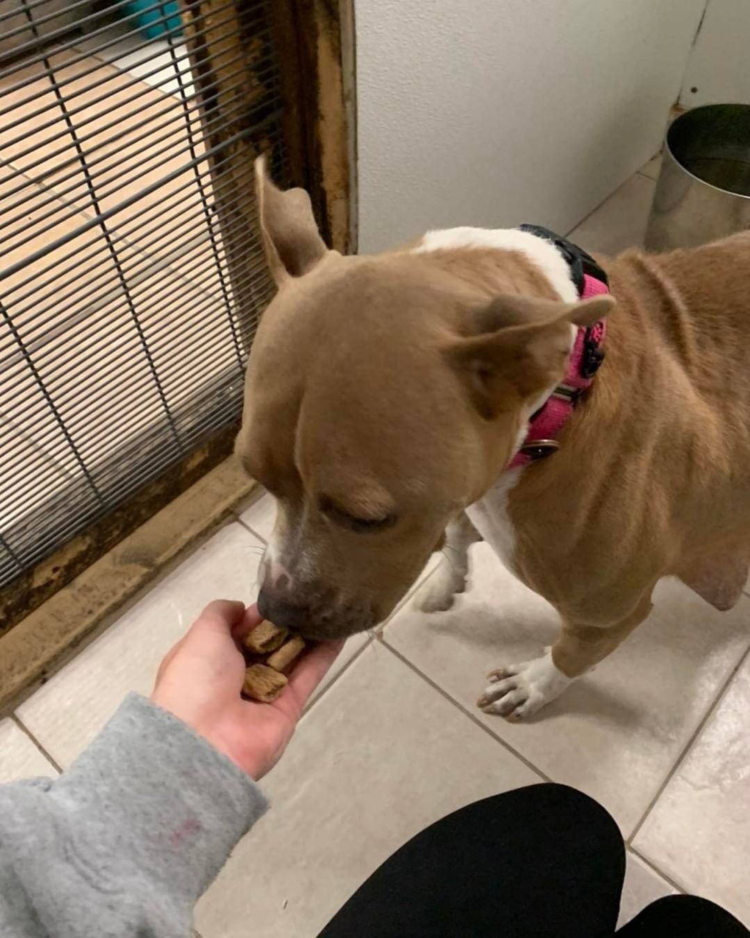 Emorys favorite treat is all treats! Come adopt her today, she would love to be in a home eating up so many Thanksgiving treats!