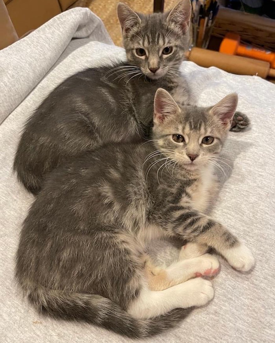 We still have kittens available! Chandler (top) and Monica are coming in this week and will be available for adoption starting on the 26th. They've been in foster for a few weeks and are very friendly and playful. They have 2 other siblings to choose from too! Get started adopting at www.pawsct.org/cats