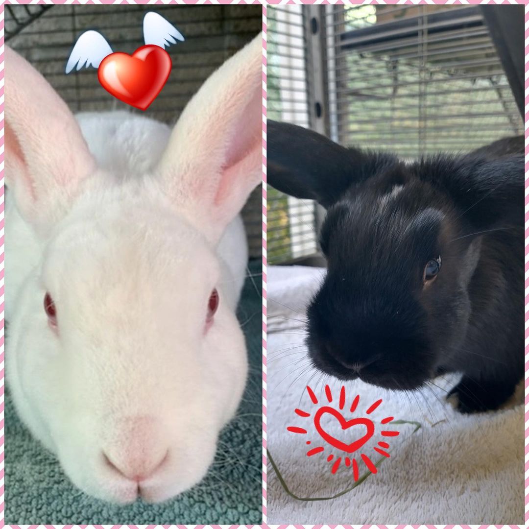Alice & Azul, both females, are looking for a home. Who’s ready for a bunny?🐰❤️🐰❤️🐰❤️🐰
