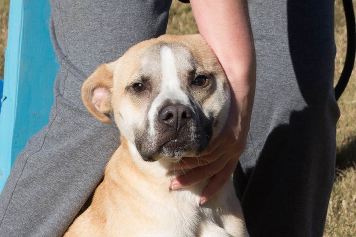 Stop by and meet Benson!⠀
⠀
He's a Heinz 57 mixed breed pup. Just shy of a year old, he has been adopted and returned once already for not getting along with the other animals in the house. We're not quite sure what the issue was, as he's one of our favorites for Doggie Playgroups!⠀
⠀
Benson has plenty of energy and loves to play, he just needs a second, or maybe third chance on finding his forever home.