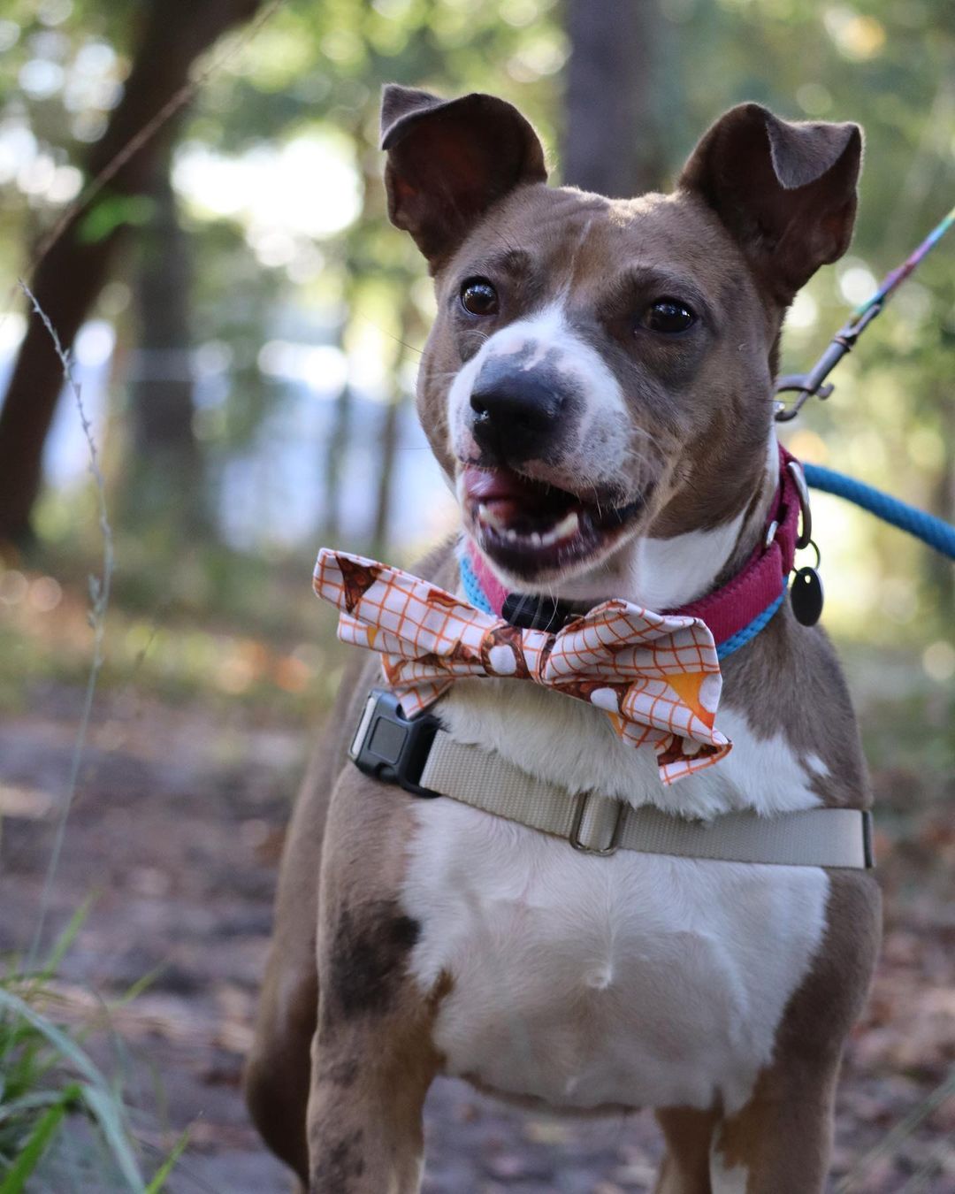 Girlie’s been with Pet Helpers for 208 days, but this week, we’d love to give her something to be thankful for 🦃🥰

This sweet 3 year old pup, along with all shelter pets aged 1 year and older, will be available for a fraction of the regular adoption fee this Saturday from 12-6 for our “Home for the Holidays” Adoption Event and Pet Supply Sale. 

We will be pulling out adoption specials as high as 40% off from Santa Paws’ hat, selling brand new collars, leashes, and harnesses, as well as hosting a silent auction to help provide for the costs of sheltering longterm pets like Girlie 🎅

Meet more adoptables at pethelpers.org and be sure to mark your calendars for our Home for the Holidays Adoption Event and Sale this coming Saturday from 12-6 🐾

.
.
.
.
.
.
<a target='_blank' href='https://www.instagram.com/explore/tags/petphotography/'>#petphotography</a> <a target='_blank' href='https://www.instagram.com/explore/tags/dogportrait/'>#dogportrait</a> <a target='_blank' href='https://www.instagram.com/explore/tags/dogportraits/'>#dogportraits</a> <a target='_blank' href='https://www.instagram.com/explore/tags/petportrait/'>#petportrait</a> <a target='_blank' href='https://www.instagram.com/explore/tags/petsofinstagram/'>#petsofinstagram</a> <a target='_blank' href='https://www.instagram.com/explore/tags/dogsofinstagram/'>#dogsofinstagram</a> <a target='_blank' href='https://www.instagram.com/explore/tags/charleston/'>#charleston</a> <a target='_blank' href='https://www.instagram.com/explore/tags/lowcountry/'>#lowcountry</a> <a target='_blank' href='https://www.instagram.com/explore/tags/lowcountryliving/'>#lowcountryliving</a> <a target='_blank' href='https://www.instagram.com/explore/tags/fall/'>#fall</a> <a target='_blank' href='https://www.instagram.com/explore/tags/thanksgiving/'>#thanksgiving</a> <a target='_blank' href='https://www.instagram.com/explore/tags/thanksgiving2021/'>#thanksgiving2021</a> <a target='_blank' href='https://www.instagram.com/explore/tags/smallbusinesssaturday/'>#smallbusinesssaturday</a> <a target='_blank' href='https://www.instagram.com/explore/tags/blackfriday/'>#blackfriday</a> <a target='_blank' href='https://www.instagram.com/explore/tags/shelter/'>#shelter</a> <a target='_blank' href='https://www.instagram.com/explore/tags/shelterdog/'>#shelterdog</a> <a target='_blank' href='https://www.instagram.com/explore/tags/thankful/'>#thankful</a> <a target='_blank' href='https://www.instagram.com/explore/tags/rescue/'>#rescue</a> <a target='_blank' href='https://www.instagram.com/explore/tags/rescuedog/'>#rescuedog</a> <a target='_blank' href='https://www.instagram.com/explore/tags/shelterdogsofinstagram/'>#shelterdogsofinstagram</a> <a target='_blank' href='https://www.instagram.com/explore/tags/rescuedismyfavoritebreed/'>#rescuedismyfavoritebreed</a> <a target='_blank' href='https://www.instagram.com/explore/tags/rescuedogsofinstagram/'>#rescuedogsofinstagram</a> <a target='_blank' href='https://www.instagram.com/explore/tags/adopt/'>#adopt</a> <a target='_blank' href='https://www.instagram.com/explore/tags/adoptme/'>#adoptme</a> <a target='_blank' href='https://www.instagram.com/explore/tags/adoptdontshop/'>#adoptdontshop</a> <a target='_blank' href='https://www.instagram.com/explore/tags/muttsofinstagram/'>#muttsofinstagram</a> <a target='_blank' href='https://www.instagram.com/explore/tags/mutt/'>#mutt</a> <a target='_blank' href='https://www.instagram.com/explore/tags/girlie/'>#girlie</a> <a target='_blank' href='https://www.instagram.com/explore/tags/southcarolina/'>#southcarolina</a> <a target='_blank' href='https://www.instagram.com/explore/tags/sc/'>#sc</a>