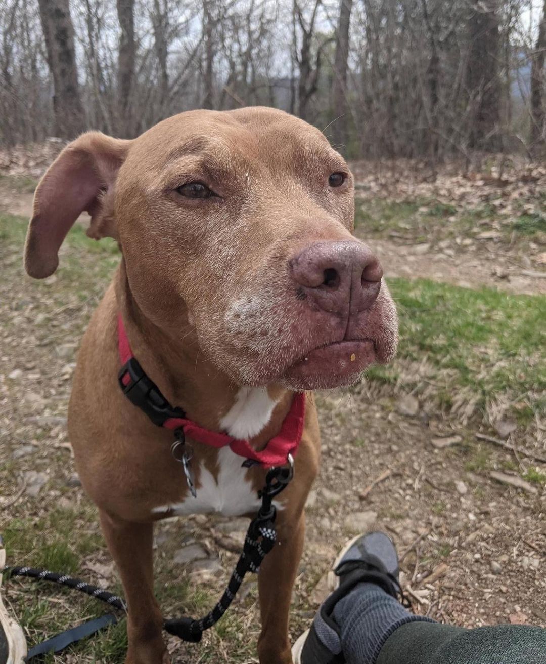 Eddie is our longest resident here at the shelter, largely because he has anxiety, but who doesn't get anxious around the holidays!? 🐶 It would be the greatest gift to finally find Eddie a <a target='_blank' href='https://www.instagram.com/explore/tags/HomeForTheHolidays/'>#HomeForTheHolidays</a>! Thanks to our @friendsofnacc757, there's no better time to give an animal a loving home -- all adoptions are now only $50! Hurry in! <a target='_blank' href='https://www.instagram.com/explore/tags/AdoptNACC/'>#AdoptNACC</a> 🏡❤️🐕

Hours: 
🐾 Saturday & Sunday 12-4:30 no appointment needed.
🐾 Monday & Thursday closed for deep clean and extra enrichment time!
🐾 Tuesday, Wednesday and Friday 2-4:30 (Appointment only!)
📞 757-441-5505
📧 nacc@norfolk.gov
📍 5585 Sabre Road Norfolk, Virginia 23502