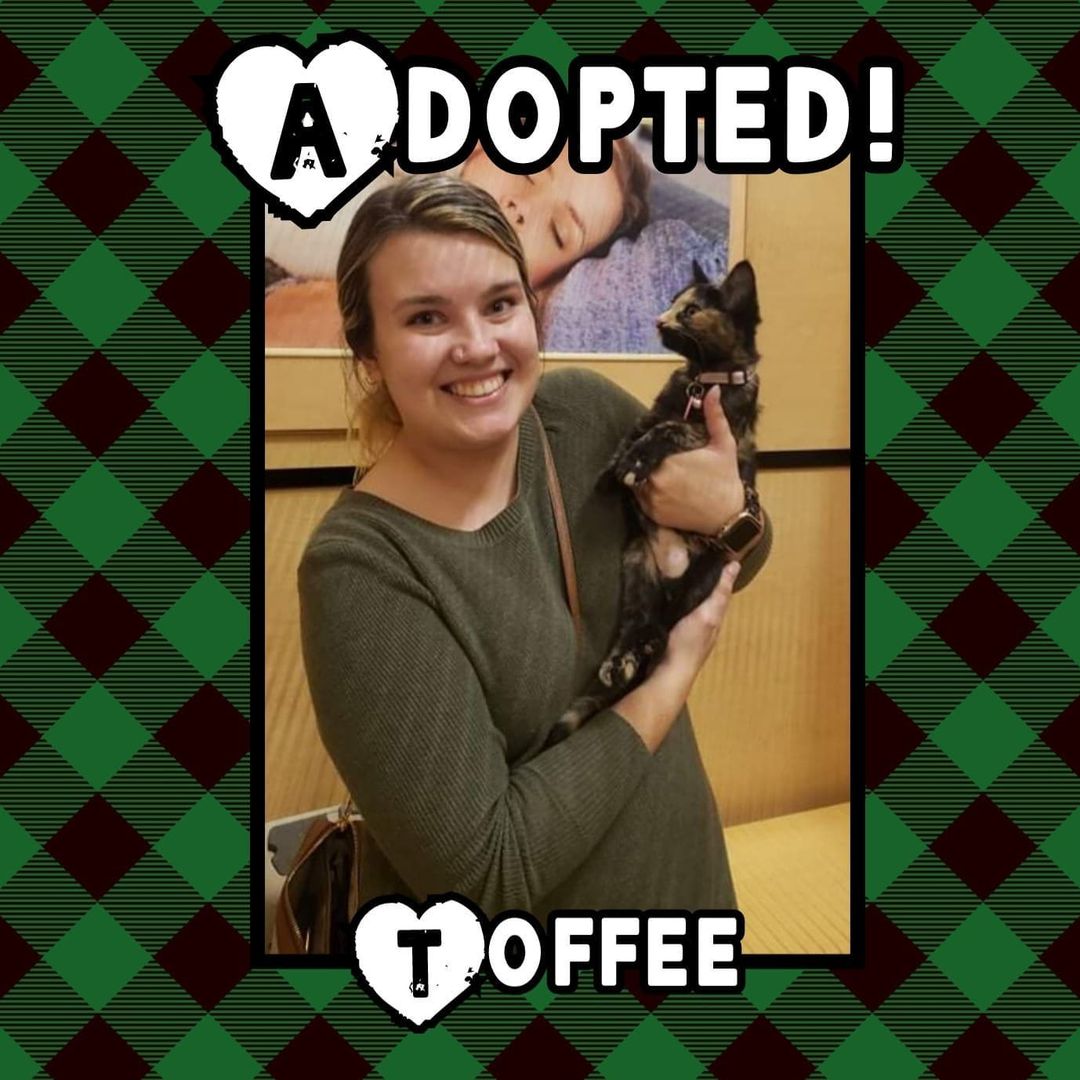 🥰HAPPY TAILS!🥰 Congrats to Nikki, Fable, Monte, Minerva and Toffee on finding their happily ever after's! Go enjoy your 1st <a target='_blank' href='https://www.instagram.com/explore/tags/thanksgiving/'>#thanksgiving</a> with your new families! 🦃
<a target='_blank' href='https://www.instagram.com/explore/tags/rescue/'>#rescue</a> <a target='_blank' href='https://www.instagram.com/explore/tags/dontshopadopt/'>#dontshopadopt</a> <a target='_blank' href='https://www.instagram.com/explore/tags/mixedbreedpurelove/'>#mixedbreedpurelove</a> <a target='_blank' href='https://www.instagram.com/explore/tags/cats/'>#cats</a> <a target='_blank' href='https://www.instagram.com/explore/tags/catsofinstagram/'>#catsofinstagram</a> <a target='_blank' href='https://www.instagram.com/explore/tags/shelterdogs/'>#shelterdogs</a> <a target='_blank' href='https://www.instagram.com/explore/tags/foster/'>#foster</a> <a target='_blank' href='https://www.instagram.com/explore/tags/fosteringsaveslives/'>#fosteringsaveslives</a> <a target='_blank' href='https://www.instagram.com/explore/tags/bethechange/'>#bethechange</a> <a target='_blank' href='https://www.instagram.com/explore/tags/onebyoneuntiltherearenone/'>#onebyoneuntiltherearenone</a> 

🧡 shelterfriends.org 🧡