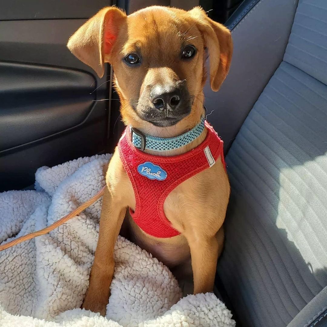 Puppy fosters needed! Can anyone temp foster any of these cuties for a few weeks?! Please message us or apply below if you can help us save these babies!

First one is a lab mix, at 4 months old. 

The rest are a litter of hound/pit mixes and are 8 weeks old. 

https://www.adoptpetrescue.org/foster-application/ 

<a target='_blank' href='https://www.instagram.com/explore/tags/foster/'>#foster</a> <a target='_blank' href='https://www.instagram.com/explore/tags/puppyfoster/'>#puppyfoster</a> <a target='_blank' href='https://www.instagram.com/explore/tags/puppiesofinstagram/'>#puppiesofinstagram</a> <a target='_blank' href='https://www.instagram.com/explore/tags/puppies/'>#puppies</a> <a target='_blank' href='https://www.instagram.com/explore/tags/adoptdontshop/'>#adoptdontshop</a> <a target='_blank' href='https://www.instagram.com/explore/tags/adoptpetrescue/'>#adoptpetrescue</a> <a target='_blank' href='https://www.instagram.com/explore/tags/rescuedogsofinstagram/'>#rescuedogsofinstagram</a>