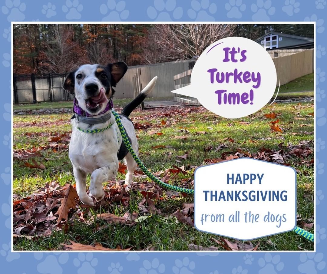 On this day set aside to reflect on all that we are grateful for, we at Fast Friends are so very thankful to you, the supporters who make it possible for the dogs to begin their new lives.

From all of us, and from all the dogs you've helped, have a Happy Thanksgiving filled with who you love.