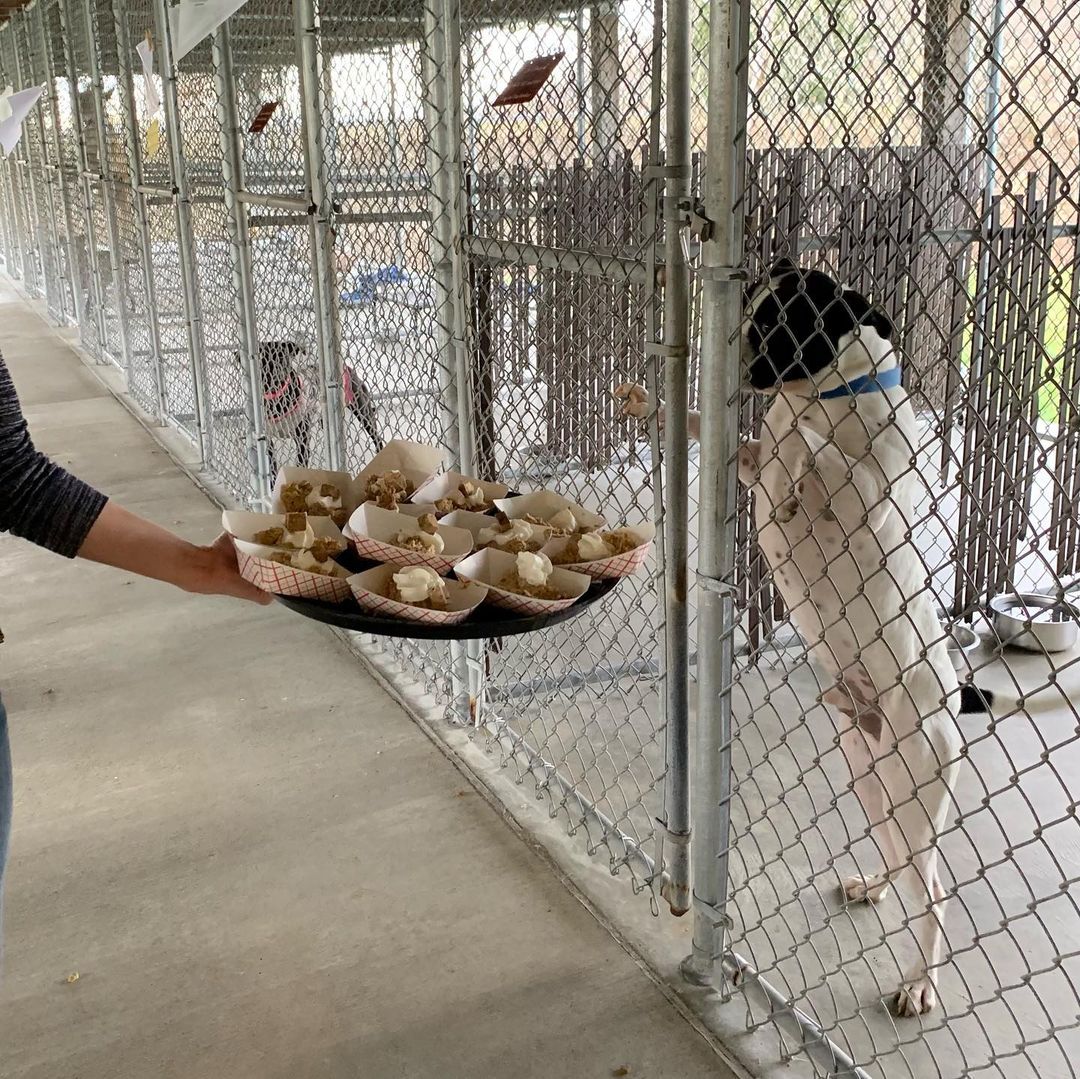 We hope everyone had a very Happy Thanksgiving! Our shelter animals enjoyed some very special treats today. And, they told us that they are grateful for every single person who helps give them a second chance. So, to all of our staff, volunteers, donors, and community supporters, we thank you!