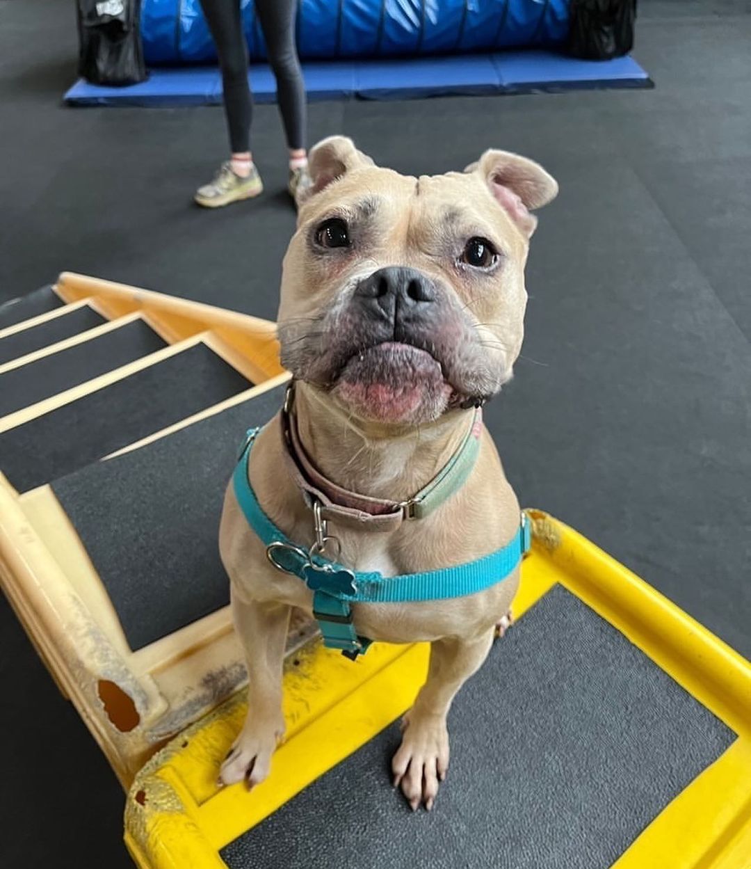 Colder days can mean a lot of inside time for dogs, but don’t forget dogs (and cats! and bunnies!) need mental and physical enrichment every👏single👏day👏 

A couple of our Sprinkles devoted volunteers took her on a trip to @boslysbackyard and she had so much fun! Swipe to the last pic to see her face when it was time to go 🤣

Sprinkles is still waiting for her forever home! She loves working on tricks and loves to curl up next to you on the couch. She’s a petite bulldog mix and is so much smaller in person. She would love a calmer home and neighborhood as city life is a little much for this tiny potato. 

Sprinkles is eligible for a foster-to-adopt period, so if she’s of interest apply on our website or email adopt@onetail.org with any questions!