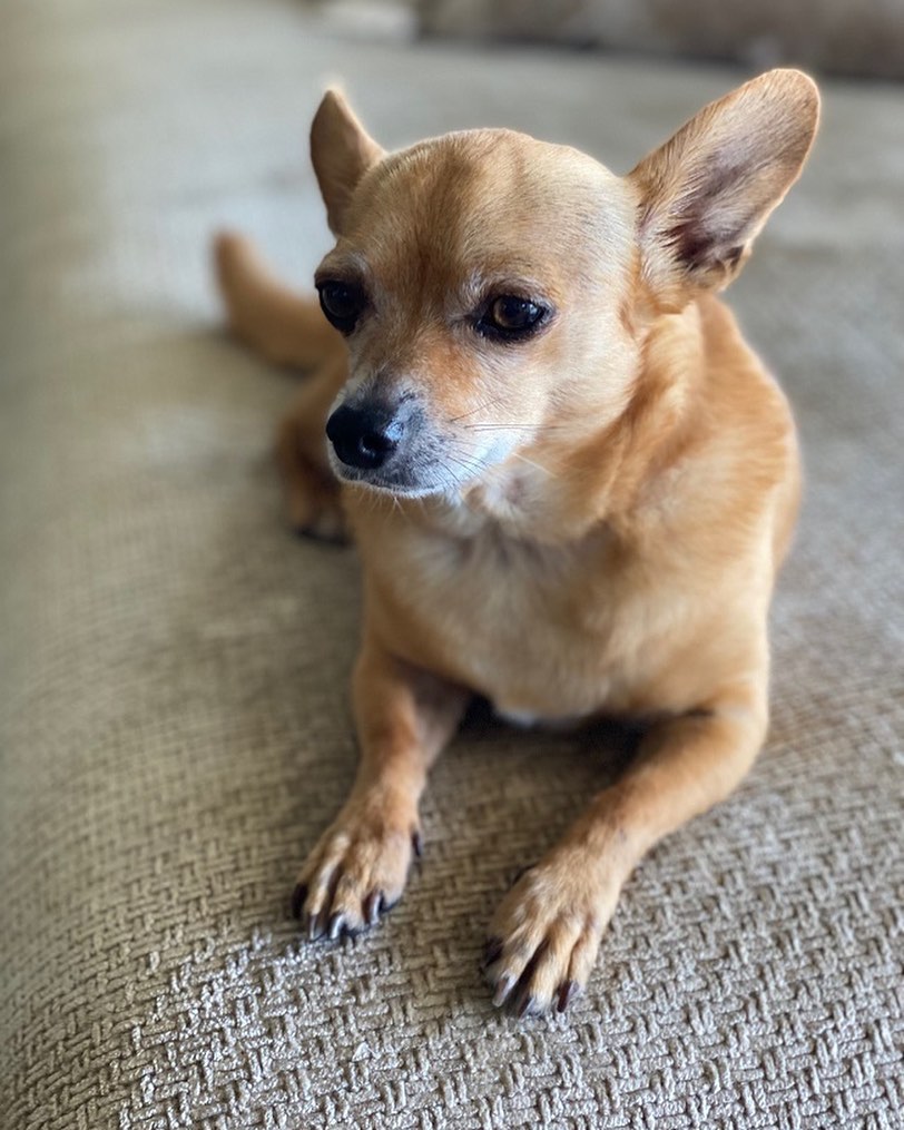 🐶 Leonardo wants to show that he's photogenic also, but he skipped our photo shoot because … he's going to have some exciting news soon. Stay tuned! 🐶

<a target='_blank' href='https://www.instagram.com/explore/tags/adopt/'>#adopt</a> <a target='_blank' href='https://www.instagram.com/explore/tags/adoptdontshop/'>#adoptdontshop</a> <a target='_blank' href='https://www.instagram.com/explore/tags/chihuahuas/'>#chihuahuas</a> 
<a target='_blank' href='https://www.instagram.com/explore/tags/chihuahuasofinstagram/'>#chihuahuasofinstagram</a>
<a target='_blank' href='https://www.instagram.com/explore/tags/rescuedogsofintstgram/'>#rescuedogsofintstgram</a>
<a target='_blank' href='https://www.instagram.com/explore/tags/seniordogs/'>#seniordogs</a> <a target='_blank' href='https://www.instagram.com/explore/tags/seniordogsofinstagram/'>#seniordogsofinstagram</a> <a target='_blank' href='https://www.instagram.com/explore/tags/seniordogsrock/'>#seniordogsrock</a> <a target='_blank' href='https://www.instagram.com/explore/tags/homeforeverylivingpet/'>#homeforeverylivingpet</a>