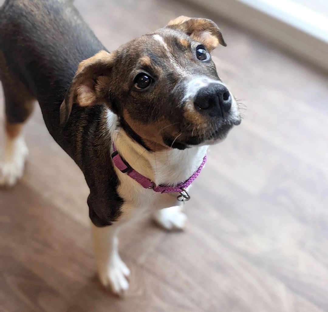 Meet Morticia!
🐾Female
🐾Age: DOB: 7/31/2021
🐾Weight: 22 lbs and growing!
🐾Breed: Beagle/Shepherd/Lab mix
🍂
Hey there, I’m Morticia! I am quite the spitfire who is not only full of personality, but full of so much love to give! I enjoy wrestling with my sister and foster siblings and love cuddling up for a good nap afterwards! My current hobbies include chewing on bones, squeaking the occasional squeaky toy and playing a game of chase around the house. I absolutely love treats and am food motivated which will be super helpful for training.
💛
Speaking of training, since I am so young, I am still learning all the basics such as house training, crate training and leash training. I am catching on quickly though! I would love to find an active family who can keep me entertained with lots of exercise or have my very own fur sibling who will play with me!
🍁 
If you are interested in meeting Morticia, apply to adopt her at www.causeforcanines.org
Must have a flexible schedule to accommodate a puppy’s needs.
Adoption fee: $350
Must be an Ohio resident & 23 or older.
Children must be 5 or older.