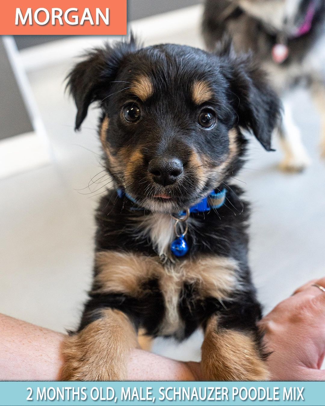 🚨 FLOOF ALERT! ⚠️
🚨 Applications closed for these pups! 🚨

Schnauzer poodle pups 😍

These 3 puppies are the babies of Hennessy (pictured last- who is the sweetest mama ever! She’s great on leash and friendly as ever!) 🥰

When applying to adopt these puppies, make sure that your application is detailed and complete and that you send photos and videos of your home so we can determine you are the best fit for the puppy’s life. 🧡

☕️ KAHLUA - 8 week old, Female, schnauzer poodle mix. 

🥛 BAILEY - 8 week old, Female, schnauzer poodle mix. 

👨🏼‍✈️ MORGAN - 8 week old, Male, schnauzer poodle mix.

These puppies were rescued at about 5 weeks old, so will be with their foster families until they are 8 weeks old/ready to go home. 

Come meet their mom Hennessy who’s a 1 Year Old, Female, Shnauzer Poodle. She is still recovering from having babies so will need to be spayed in a few months, and we will provide a voucher to get that done at our vet clinic. 🥰

All the puppies saw our vet yesterday are healthy and cute as ever! 🥰

Apply now by visiting our website:

📮 WagmorPets.org/Adoption

🧡🧡🧡

🐶 <a target='_blank' href='https://www.instagram.com/explore/tags/weeklyfluff/'>#weeklyfluff</a> <a target='_blank' href='https://www.instagram.com/explore/tags/puppiesforall/'>#puppiesforall</a> <a target='_blank' href='https://www.instagram.com/explore/tags/floofydog/'>#floofydog</a> <a target='_blank' href='https://www.instagram.com/explore/tags/poodlepuppies/'>#poodlepuppies</a> <a target='_blank' href='https://www.instagram.com/explore/tags/puppiesofinstagram/'>#puppiesofinstagram</a> <a target='_blank' href='https://www.instagram.com/explore/tags/wagmorpets/'>#wagmorpets</a> 🐶