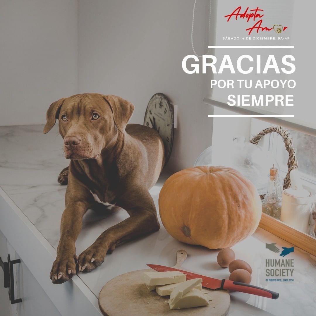 El tiempo es oro y es único. Hay que disfrutarlo, un día a la vez. A todos nuestros voluntarios, amigos, guardianes, rescatistas, organizaciones y compañeros de trabajo que siempre nos apoyan ¡Gracias!

<a target='_blank' href='https://www.instagram.com/explore/tags/humanepr/'>#humanepr</a> <a target='_blank' href='https://www.instagram.com/explore/tags/shelter/'>#shelter</a> <a target='_blank' href='https://www.instagram.com/explore/tags/donativos/'>#donativos</a> <a target='_blank' href='https://www.instagram.com/explore/tags/donations/'>#donations</a> <a target='_blank' href='https://www.instagram.com/explore/tags/gracias/'>#gracias</a> <a target='_blank' href='https://www.instagram.com/explore/tags/thanksgiving/'>#thanksgiving</a> <a target='_blank' href='https://www.instagram.com/explore/tags/acciondegracias/'>#acciondegracias</a> <a target='_blank' href='https://www.instagram.com/explore/tags/cats/'>#cats</a> <a target='_blank' href='https://www.instagram.com/explore/tags/dogs/'>#dogs</a> <a target='_blank' href='https://www.instagram.com/explore/tags/perros/'>#perros</a> <a target='_blank' href='https://www.instagram.com/explore/tags/gatos/'>#gatos</a> <a target='_blank' href='https://www.instagram.com/explore/tags/adopcion/'>#adopcion</a> <a target='_blank' href='https://www.instagram.com/explore/tags/adoption/'>#adoption</a>