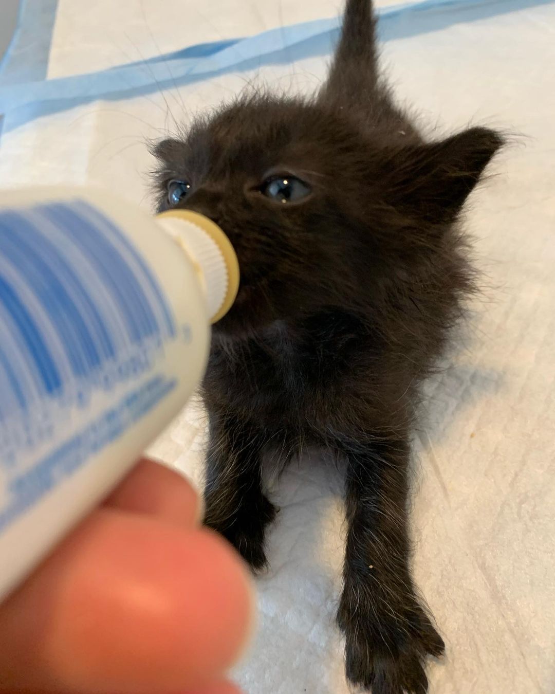 Bear 🐻is very serious about 🍼 🐈‍⬛🐾 ❤️<a target='_blank' href='https://www.instagram.com/explore/tags/pawsneedclaws/'>#pawsneedclaws</a> <a target='_blank' href='https://www.instagram.com/explore/tags/clawsout/'>#clawsout</a> <a target='_blank' href='https://www.instagram.com/explore/tags/bottlebaby/'>#bottlebaby</a> <a target='_blank' href='https://www.instagram.com/explore/tags/bottlebabykitten/'>#bottlebabykitten</a> <a target='_blank' href='https://www.instagram.com/explore/tags/bottlebabykittens/'>#bottlebabykittens</a>