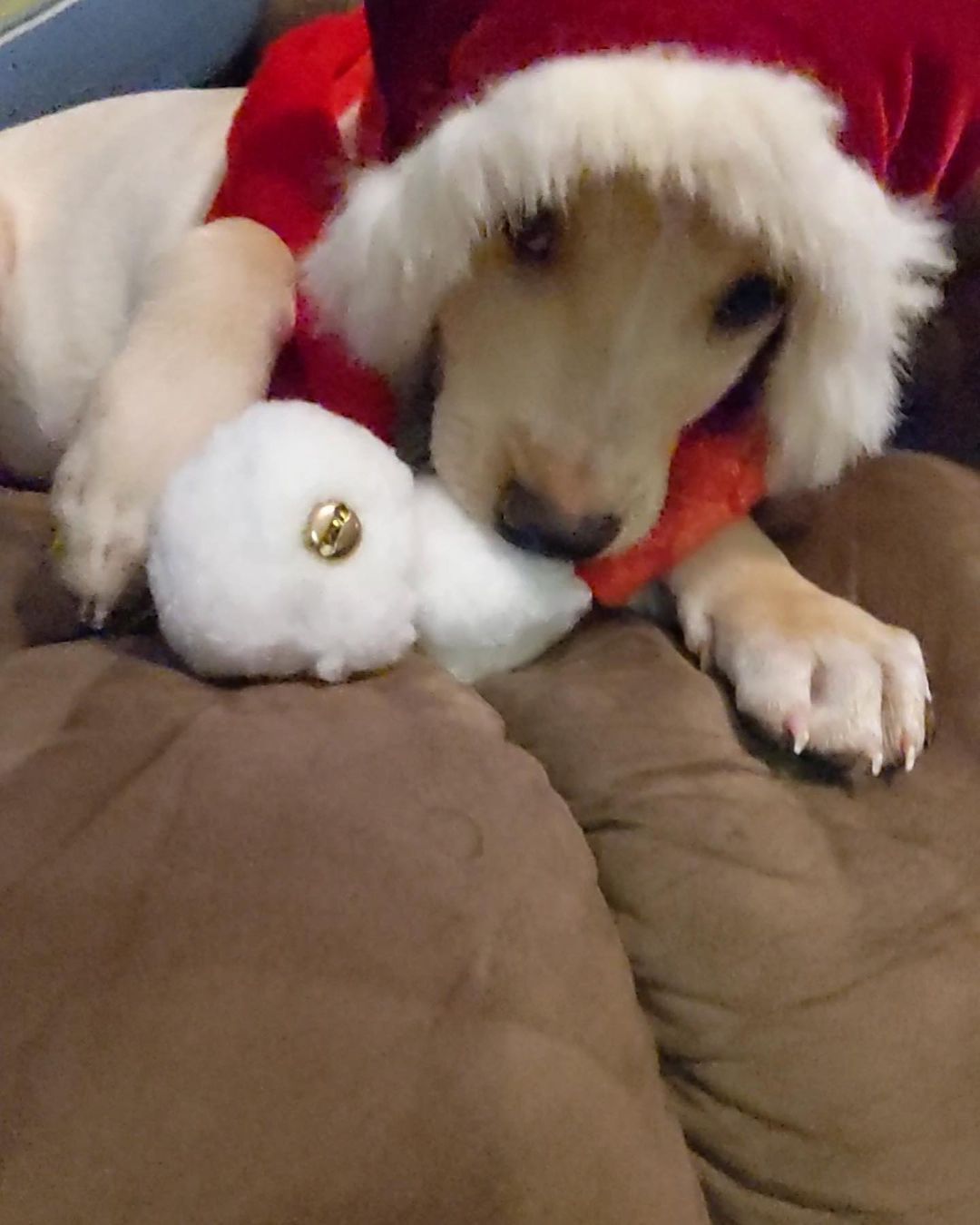 Butters is having a great time getting ready to deliver presents for Christmas 🤣🥰

💕
Get your applications in!
https://www.causendogrescue.org/adoption-application.html 
🐾
💕
🐾
We only do meet and greets for approved applications.

Adoption fee is $250.

All dogs will be Up-to-date on Shots, worming, Spayed/Neutered and Microchipped.  We will also do random, periodic vet checks to ensure all dogs adopted from us continue to have the best care.  We will check for any follow up visits needed and that they are on a monthly Heartworm Prevention.

If you rent or own a home, we prefer you to have a fenced in yard. 

Apartment living is also ok but prefer a fenced in area if close to the road.
All adults in the home will need to know they are getting a dog and will need to sign the adoption agreement.
We do not adopt to college students with multiple roommates. 
Military will need to provide a backup plan.
We require all pets in the home to be spay and/or neutered. Because too many dogs are being killed, due to there not being enough homes per dog in need. Only the lucky ones end up here.