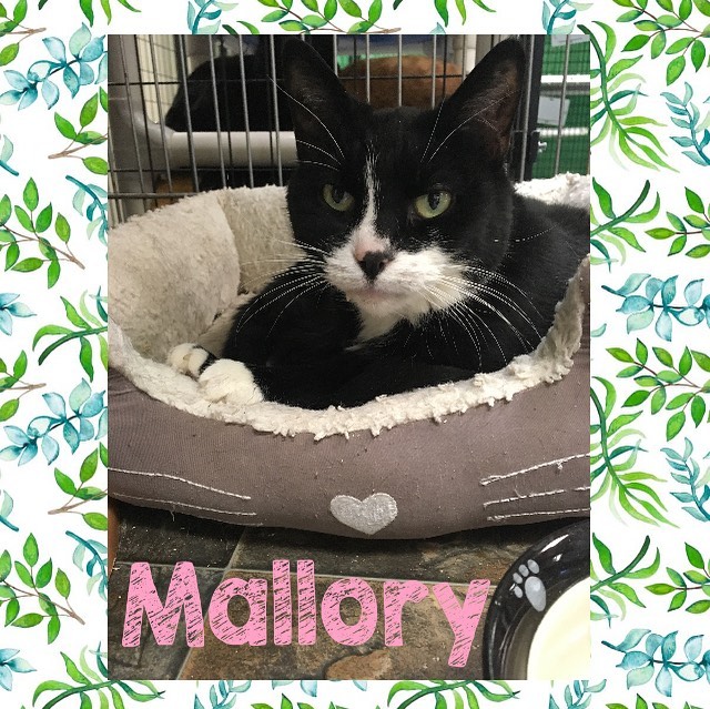 Let’s talk about beautiful Mallory!!!! Mallory is about 9/10 years old and she’s a very wonderful little girl. She was adopted from WVHS about 6/7 years ago and had a home for some years until she was brought back to the shelter. She is now waiting for her perfect fit! You see, Mallory has some gastrointestinal issues BUT there is a very simple fix that has been working! Since she’s been back at the shelter, she is on a special food to help her little body work properly and she is no longer having diarrhea, like she was before she went on the special diet. Mallory is a nice girl who is happy to receive love and attention! When I visited WVHS the other day, I was warned that she “might hiss” at me, but she didn’t. She was happy to let me pet her for about 20 minutes. She closed her eyes and leaned her head into my head while I scratched around her neck. It was sweet but also sad to see, because I could tell she wanted to soak up all the joy she could. 

I think she has been overlooked because she’s not the type of outgoing cat who will reach out of her cage and beckon people over to her, but she is definitely NOT shy and she LOVES when people spend time with her. Mallory is beautiful inside and out and she is looking for a loving family and a happy home where she can live out the second half of her life. Please SHARE to help this cute little kid find a loving family of her very own. 

TO START THE ADOPTION PROCESS: 
Please print an adoption application at wvhumane.org/forms-and-downloads and return to us at warwickhumane@yahoo.com or by fax
845-987-8995