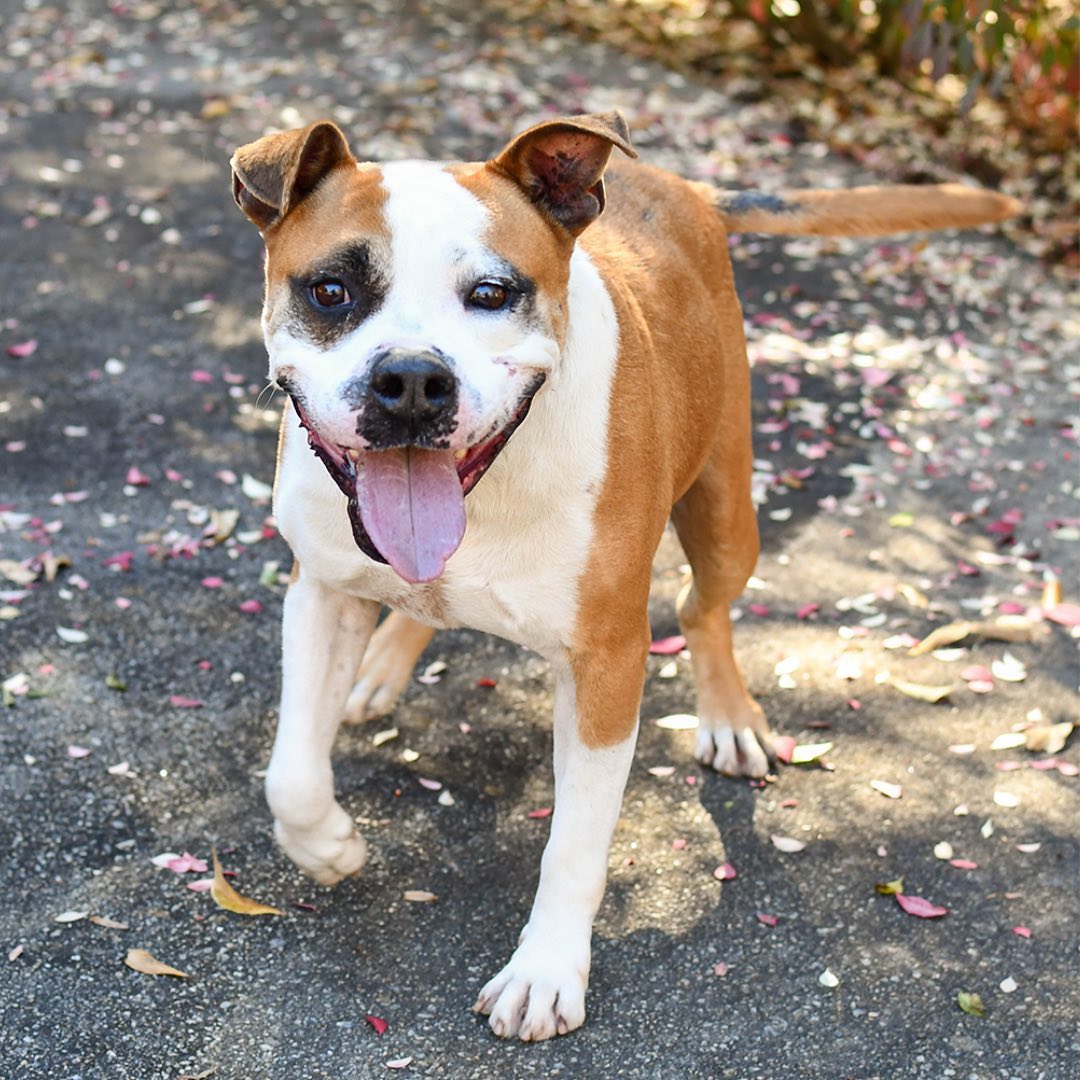 If you're looking to add a smile to your holidays, Alfonzo P has got ya covered! 🐶

Alfonzo is one of the lucky homeless dogs that were transported by a rescue group in Puerto Rico to Furkids in February, and he’s been waiting to find his permanent home ever since! He is a jolly bulldog-mix who enjoys being out in the play yard at Furkids, going on walks, and taking naps—so if you’re looking for a best friend to cozy up next to as the days get shorter and colder, he’s your guy! Alfonzo P would do best as an only dog in an adult-only home/ home with older kids. Adopt him today and save this smiley pup’s life!🐾 (Link in bio for adoption info)