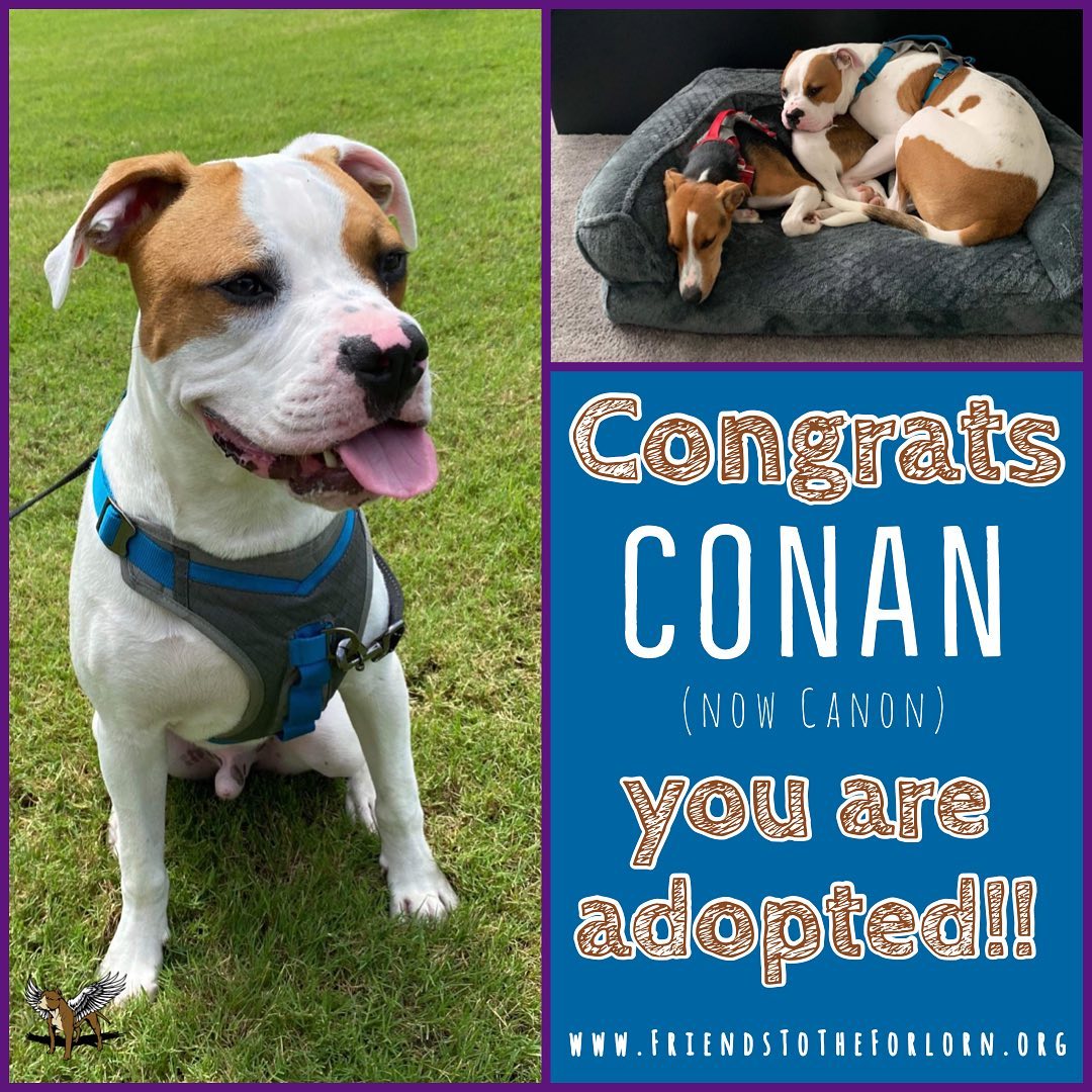 Congratulations CONAN (Canon)!! You walked into the perfect family! 

CONAN (now known as Canon) came to FTTF as an owner surrender. His owners could no longer care for him and did not want to take him to the shelter, so he was turned over to FTTF in April of 2021.  Two of our fosters worked together- August and Nikki- so that CONAN would have a safe space to go.  One day while Nikki was walking CONAN on the Beltline, they met the Dennis-Hardman Family. They had recently moved to Old Hickory, TN from GA and were looking for a friend for their dog.  It was a perfect match- and the rest is history! <a target='_blank' href='https://www.instagram.com/explore/tags/fttf/'>#fttf</a> <a target='_blank' href='https://www.instagram.com/explore/tags/adopted/'>#adopted</a> <a target='_blank' href='https://www.instagram.com/explore/tags/rescue/'>#rescue</a> <a target='_blank' href='https://www.instagram.com/explore/tags/dog/'>#dog</a> <a target='_blank' href='https://www.instagram.com/explore/tags/foreverhome/'>#foreverhome</a>