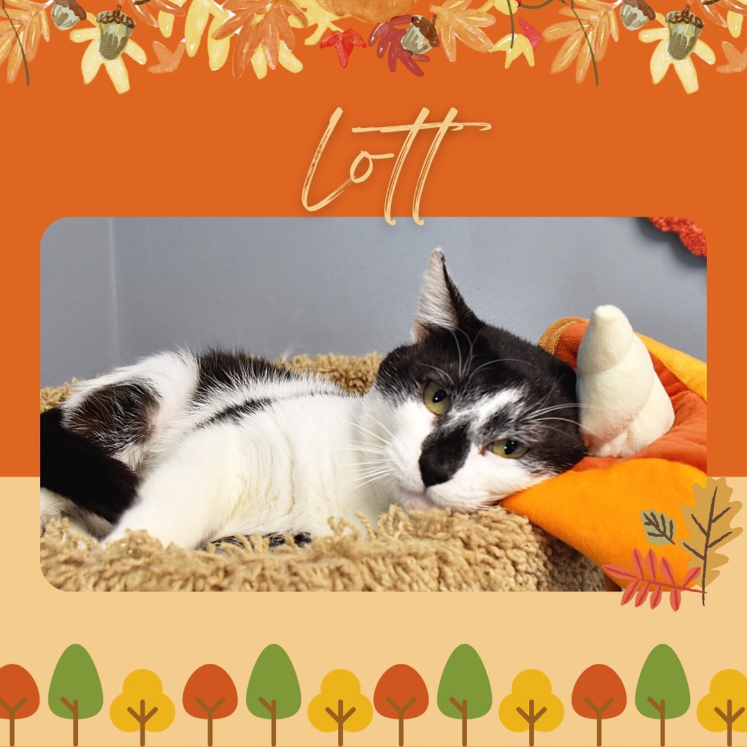 Our adoptable cats & dogs are getting ready for Thanksgiving, they would love to be spending it in their forever home this year! Come meet them today 8am-1pm.