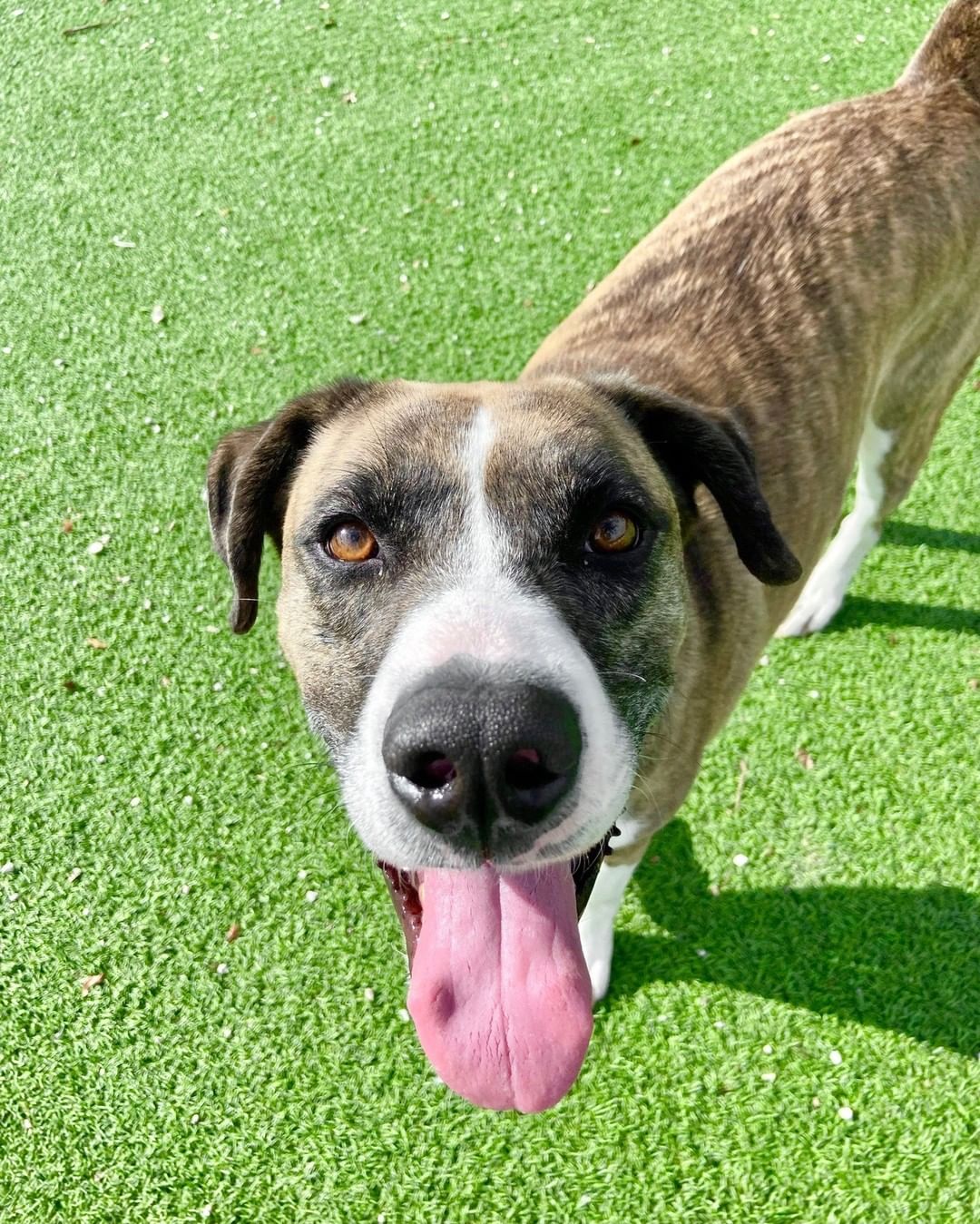 Hey there! My name is Abel! I am an extremely sweet  boy who just wants all of your love. I am an excellent boy who LOVES to run outside and go for swims whenever I get the chance. I am a big runner and would be so happy if I could find a family with lots of land for me to run around on, like a farm or a big fenced in yard!

I appear to be mostly potty-trained already. I love people so much that I tend  jump up on their chest so I can try to kiss their faces. Unfortunately, I don't think I would do well in a home with kids because of my big personality and energy level, but I get along well with most female dogs and am selective with male dogs.

I would absolutely LOVE to go home with a new family and experienced my very first Christmas! Submit an application at www.bdrr.org/adopt!