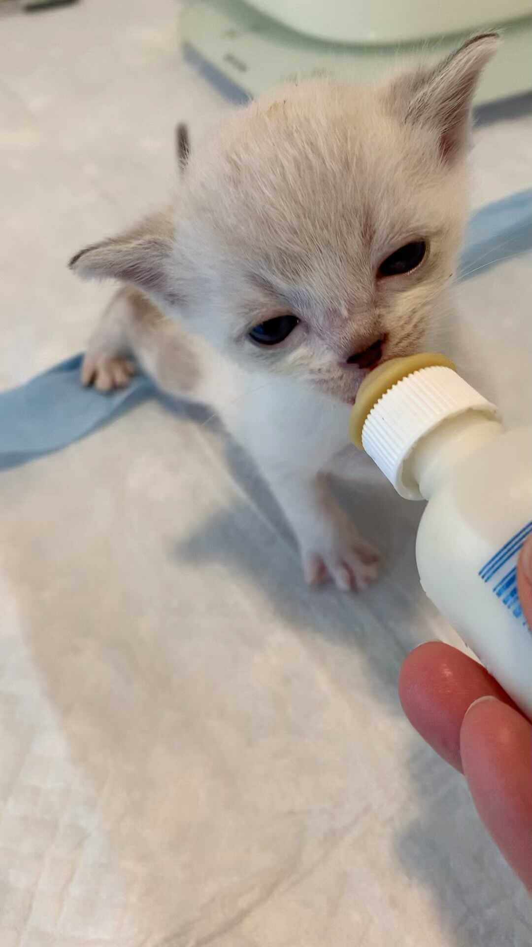 Wolf 🐺 is making up for any lost meals 🍼😻and has a lovely fat belly. <a target='_blank' href='https://www.instagram.com/explore/tags/asmr/'>#asmr</a> <a target='_blank' href='https://www.instagram.com/explore/tags/bottlebabies/'>#bottlebabies</a> <a target='_blank' href='https://www.instagram.com/explore/tags/bottlebabykitten/'>#bottlebabykitten</a>