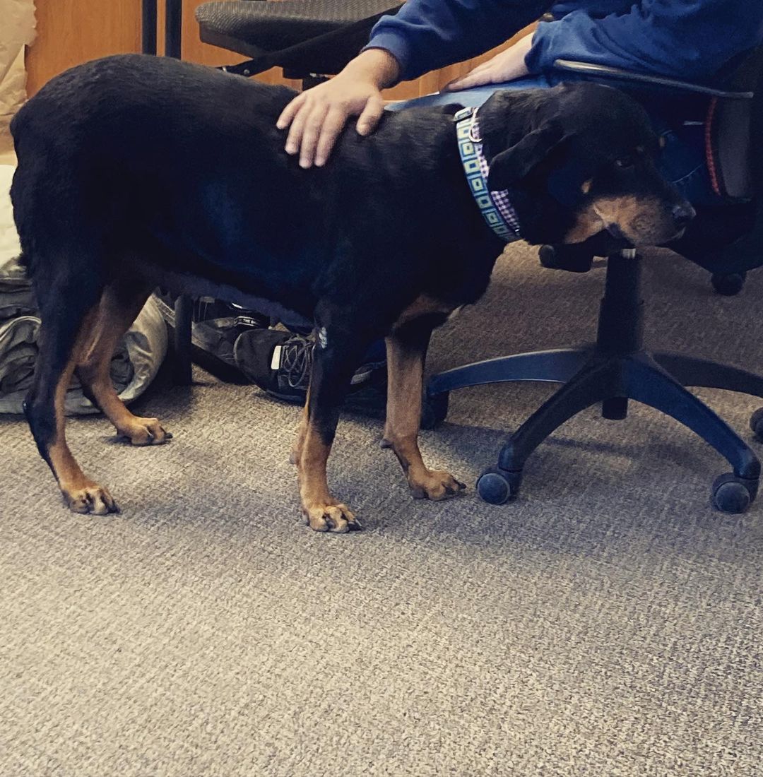 Lettie enjoyed an outing with a volunteer this week. She was a great office companion and befriended everyone, including the UPS man. Lettie is an older Rottie lady hoping to find her forever family. Message us if you’re interested in meeting her. <a target='_blank' href='https://www.instagram.com/explore/tags/lubbock/'>#lubbock</a> <a target='_blank' href='https://www.instagram.com/explore/tags/dogsoflubbock/'>#dogsoflubbock</a> <a target='_blank' href='https://www.instagram.com/explore/tags/redraiders/'>#redraiders</a> <a target='_blank' href='https://www.instagram.com/explore/tags/ttu/'>#ttu</a> <a target='_blank' href='https://www.instagram.com/explore/tags/texastech/'>#texastech</a> <a target='_blank' href='https://www.instagram.com/explore/tags/westtexasdogs/'>#westtexasdogs</a>