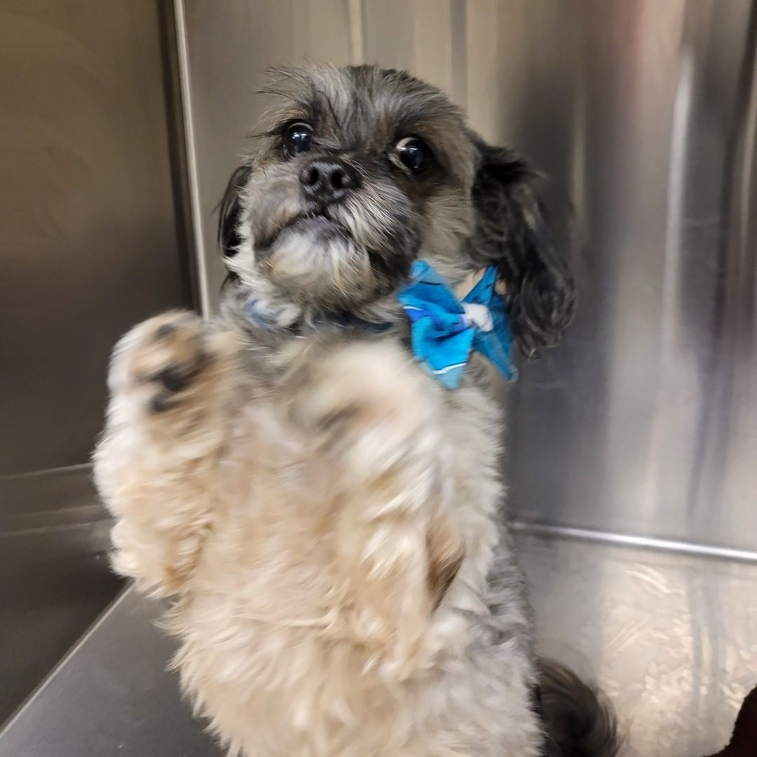 We've got some dressed up pups, ready for dinner with the family! 

(THANK YOU to a wonderful donor for the sweet bow ties!)

Happy Turkey Day from Humane Society, Tennessee Valley!