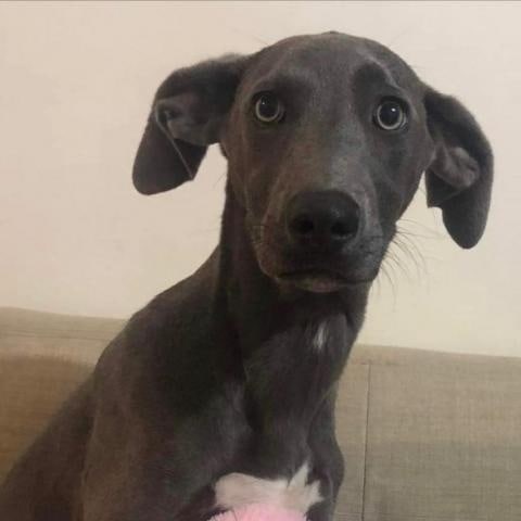 Seeking forever family. Meet Sara!

Sara is a 5 month old medium to Large Weimaraner mix. She is a very friendly, smart and playful girl. She Is great with all people and dogs. She will be a great dog for active families. Please help her find her forever home!

If interested in Sara, please apply through our website.
Anlcf.org
Location: San Diego

<a target='_blank' href='https://www.instagram.com/explore/tags/ANewLifeCharitableFoundation/'>#ANewLifeCharitableFoundation</a> <a target='_blank' href='https://www.instagram.com/explore/tags/PleaseShare/'>#PleaseShare</a> <a target='_blank' href='https://www.instagram.com/explore/tags/Foster/'>#Foster</a> <a target='_blank' href='https://www.instagram.com/explore/tags/Adopt/'>#Adopt</a> <a target='_blank' href='https://www.instagram.com/explore/tags/OptToAdopt/'>#OptToAdopt</a> <a target='_blank' href='https://www.instagram.com/explore/tags/SDDogs/'>#SDDogs</a> <a target='_blank' href='https://www.instagram.com/explore/tags/SDRescue/'>#SDRescue</a> <a target='_blank' href='https://www.instagram.com/explore/tags/rescuedogsofinstagram/'>#rescuedogsofinstagram</a> <a target='_blank' href='https://www.instagram.com/explore/tags/rescuedismyfavoritebreed/'>#rescuedismyfavoritebreed</a>
<a target='_blank' href='https://www.instagram.com/explore/tags/Dogs/'>#Dogs</a> <a target='_blank' href='https://www.instagram.com/explore/tags/dogsofinstagram/'>#dogsofinstagram</a> <a target='_blank' href='https://www.instagram.com/explore/tags/adoptdontshop/'>#adoptdontshop</a>
<a target='_blank' href='https://www.instagram.com/explore/tags/Pup/'>#Pup</a> <a target='_blank' href='https://www.instagram.com/explore/tags/SanDiegoRescue/'>#SanDiegoRescue</a> <a target='_blank' href='https://www.instagram.com/explore/tags/AdoptMe/'>#AdoptMe</a>