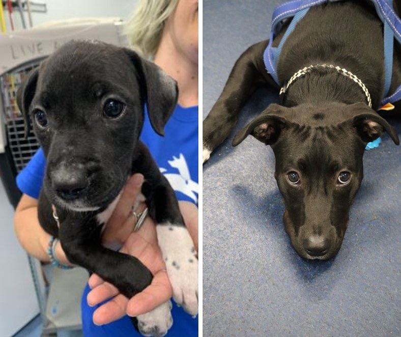 One of the best parts of our puppy classes is getting to see how much our pups have grown since being adopted! 💪

Our current class of pups includes Boone (fka Colby Jack), Josie (fka Adriana), Tully Mars (fka Alex), Coraline (fka Coraline 🥰), and Oliver (fka Crackle) 🐾🐾🐾

Be sure to show some love to our big boys and girls and in the comments 💙

If you’re a puppy owner and are interested in learning some tips on how to properly prepare your furball to grow up to be a well-adjusted and properly socialized pooch, then email our Animal Behavior Manager Alexis at akaul@pethelpers.org to reserve your spot in our January 2022 Puppy Socialization Class 🐶

.
.
.
.
.
<a target='_blank' href='https://www.instagram.com/explore/tags/pupdate/'>#pupdate</a> <a target='_blank' href='https://www.instagram.com/explore/tags/grown/'>#grown</a> <a target='_blank' href='https://www.instagram.com/explore/tags/grownup/'>#grownup</a> <a target='_blank' href='https://www.instagram.com/explore/tags/glowup/'>#glowup</a> <a target='_blank' href='https://www.instagram.com/explore/tags/puppyproblems/'>#puppyproblems</a> <a target='_blank' href='https://www.instagram.com/explore/tags/puppies/'>#puppies</a> <a target='_blank' href='https://www.instagram.com/explore/tags/pups/'>#pups</a> <a target='_blank' href='https://www.instagram.com/explore/tags/beforeandafter/'>#beforeandafter</a> <a target='_blank' href='https://www.instagram.com/explore/tags/puppiesofinstagram/'>#puppiesofinstagram</a> <a target='_blank' href='https://www.instagram.com/explore/tags/puppylove/'>#puppylove</a> <a target='_blank' href='https://www.instagram.com/explore/tags/rescuepup/'>#rescuepup</a> <a target='_blank' href='https://www.instagram.com/explore/tags/shelterdogsofinstagram/'>#shelterdogsofinstagram</a> <a target='_blank' href='https://www.instagram.com/explore/tags/shelterpup/'>#shelterpup</a> <a target='_blank' href='https://www.instagram.com/explore/tags/rescuedogsofinstagram/'>#rescuedogsofinstagram</a> <a target='_blank' href='https://www.instagram.com/explore/tags/rescuedog/'>#rescuedog</a> <a target='_blank' href='https://www.instagram.com/explore/tags/rescue/'>#rescue</a> <a target='_blank' href='https://www.instagram.com/explore/tags/adopt/'>#adopt</a> <a target='_blank' href='https://www.instagram.com/explore/tags/adoptdontshop/'>#adoptdontshop</a> <a target='_blank' href='https://www.instagram.com/explore/tags/charleston/'>#charleston</a> <a target='_blank' href='https://www.instagram.com/explore/tags/petcare/'>#petcare</a> <a target='_blank' href='https://www.instagram.com/explore/tags/pethelperssc/'>#pethelperssc</a> <a target='_blank' href='https://www.instagram.com/explore/tags/puppytraining/'>#puppytraining</a> <a target='_blank' href='https://www.instagram.com/explore/tags/rescuedismyfavoritebreed/'>#rescuedismyfavoritebreed</a>