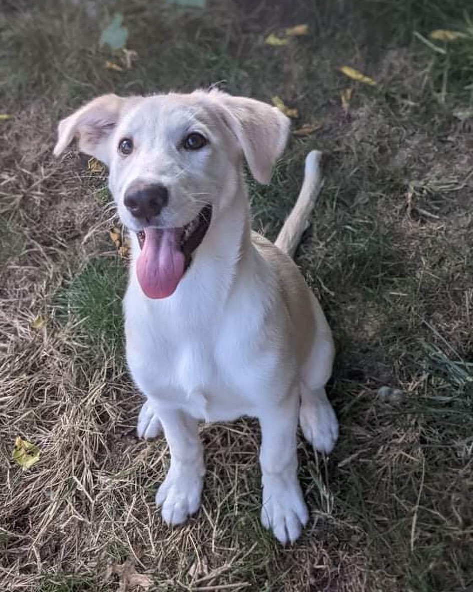 Meet Rory!
🐾Female
🐾Age: DOB: 7/18/2021
🐾Weight: 35 lbs and growing!
🐾Breed: Labrador Retriever mix
🍁
Hey there, I’m Rory! I’m a very shy girl who is looking for a loving forever home! I can be very timid when I meet new people and will need someone with experience and patience and lots of love! When I entered the rescue, my siblings and I were all sick with distemper. Unfortunately, I lost two of my siblings from that terrible disease. As a result of us all being sick, we have not had the opportunity to socialize with other humans as often as we would like. Distemper is a highly contagious virus which could potentially have long term effects for any survivors which could include involuntary tics, twitches or muscle spasms to lack of balance and/or coordination. Survivors also can live long, happy and healthy lives and I like to think I am one of the lucky ones!
☀️
I am picking up on basic commands such as house training and crate training and I am still working on my leash training skills. I will require a fenced in yard in my forever home along with a furry buddy who is willing to play and have a good time with me! I think having a furry sibling will not only help me come out of my shell quicker but will also help me build my confidence! Although I do well in my crate at night time, I have been known to cry for a bit of time when my foster family leaves for errands. For that reason, I would not do well in an apartment style setting; I would hate to disturb any neighbors! I have lots of energy to burn! 
🎾
Some of my favorite activities include playing tug-o-war with rope toys, chasing tennis balls around the fenced in yard, playing chase with my furry friends and so much more! After a good bit of play time, I will snuggle up on the couch next to you or in my comfy bed for a nap. I am sure I would make for a good hiking buddy!
❤️
If you are interested in meeting Rory, apply to adopt her at www.causeforcanines.org
Must have a flexible schedule to accommodate a puppy’s needs.
Adoption fee: $350
Must be an Ohio resident & 23 or older.
Children must be 5 or older.
No apartments.
Fenced yard required.