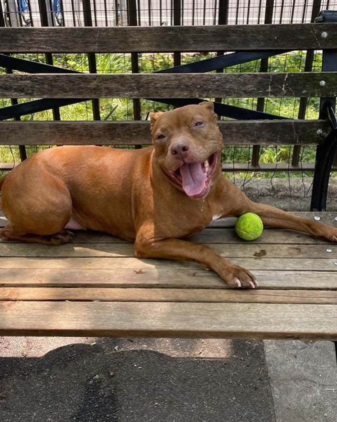 Monday morning blues got you down? MARINA pick-me-up post coming your way!

Our smiliest senior lady Marina is looking for her forever people. This little butter biscuit is a ray of sunshine. 

She’s a ten-year-old dog who is part Amstaf and part social butterfly. 

Marina is polite, gentle, and likes everyone she meets. Want to befriend our Marina? Rub her belly and toss a cozy blanket on top of her to snuggle under. She’ll fall in love.

She knows basic commands, is house trained, loves being outdoors, and walks politely on a leash.

❤️ One of the best things about adopting a senior is the look in their eyes when they know they are finally home and have so much gratitude for you.

November is Adopt A Senior Month! Let's honor this special lady (Marina) by getting her a forever home. 🐾🌟

For more info or to adopt Marina, visit us at NYCSecondChanceRescue.org