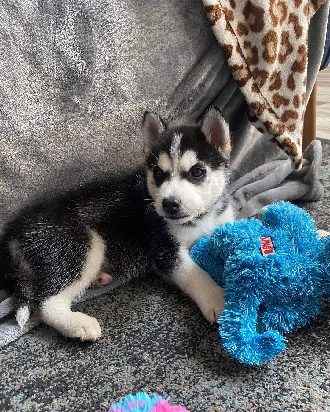 Oh my goodness 😍

Sweet Zorro survived parvo and is thriving now. He is eating like a champ and has found his husky voice!!! This adorable baby is looking for a foster to adopt home. Husky experience needed. 

Apply now ⬇️⬇️⬇️

https://www.vegaspetrescueproject.com/dog-adoption-interest-form