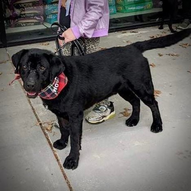 Meet Jasper. He is our first sponsored adoption.  Thanks to Genafer Foree’s donation, Jasper can be adopted for no additional cost.  Plus he is already microchipped.  Jasper is great with kids and will be a perfect addition to your family.  Stop by the shelter to meet him and fill out an adoption application.  Special thanks to Jasper’s sponsor, Genafer Cantrell.