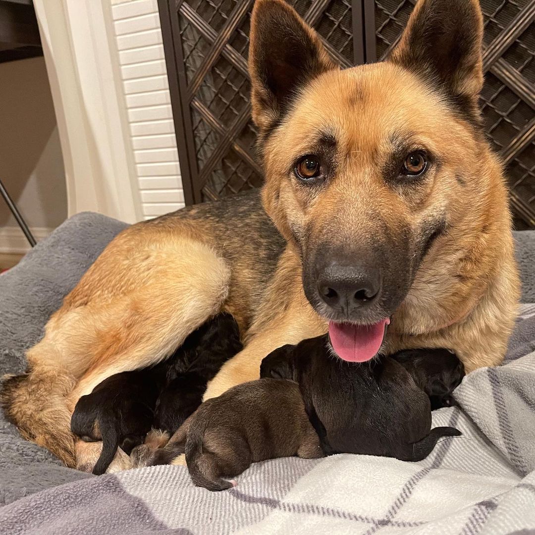 <a target='_blank' href='https://www.instagram.com/explore/tags/NEWRESCUE/'>#NEWRESCUE</a>! Meet Nia and her pups! Sadly Nia was stranded and dumped at a shelter pregnant. BFP heard about her as she was giving birth and had to step in!

Just hours after her last pup was delivered, we took her in to our BFP home where she is getting all the love, comfort and spoiling she and her 5 pups deserve!

This will be a blessed Holiday watching them grow. Stay tuned for updates!

Please click the donate button to help us with their medical care. Thank you! 🙌 🥰 🐶

____________________

We also post @CrueltyCutter. <a target='_blank' href='https://www.instagram.com/explore/tags/BeagleFreedomProject/'>#BeagleFreedomProject</a> <a target='_blank' href='https://www.instagram.com/explore/tags/RescuePuppies/'>#RescuePuppies</a> <a target='_blank' href='https://www.instagram.com/explore/tags/GermanShepherd/'>#GermanShepherd</a> <a target='_blank' href='https://www.instagram.com/explore/tags/AdoptMe/'>#AdoptMe</a> <a target='_blank' href='https://www.instagram.com/explore/tags/Adoptables/'>#Adoptables</a>