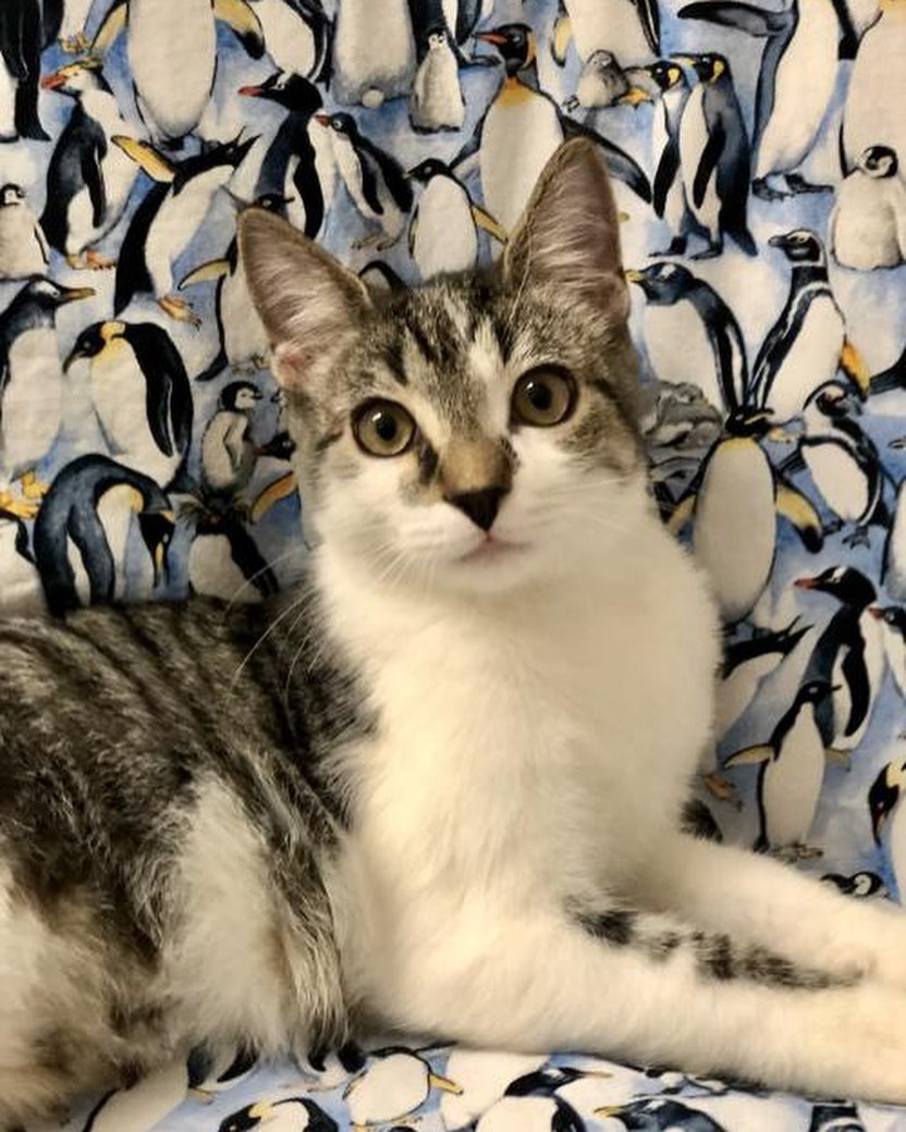 Juno is super agile, and can fly around the room at top speeds chasing toys. She is very soft and has the cutest dark nose and speckled belly. She is also very graceful and gentle, and loves to spend the morning looking out the window.