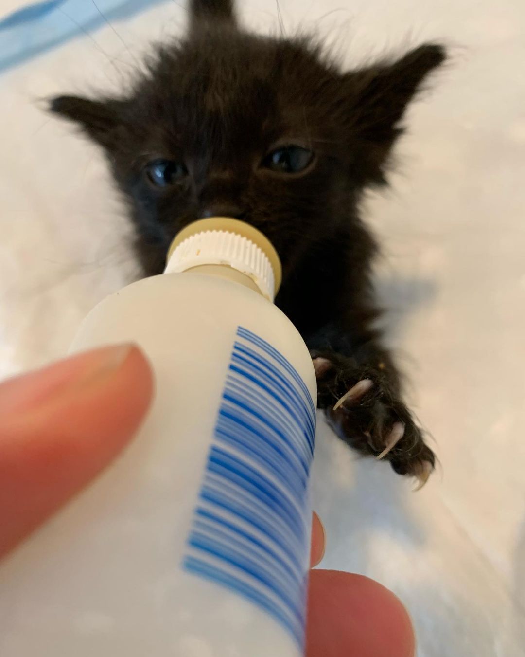 Bear 🐻is very serious about 🍼 🐈‍⬛🐾 ❤️<a target='_blank' href='https://www.instagram.com/explore/tags/pawsneedclaws/'>#pawsneedclaws</a> <a target='_blank' href='https://www.instagram.com/explore/tags/clawsout/'>#clawsout</a> <a target='_blank' href='https://www.instagram.com/explore/tags/bottlebaby/'>#bottlebaby</a> <a target='_blank' href='https://www.instagram.com/explore/tags/bottlebabykitten/'>#bottlebabykitten</a> <a target='_blank' href='https://www.instagram.com/explore/tags/bottlebabykittens/'>#bottlebabykittens</a>