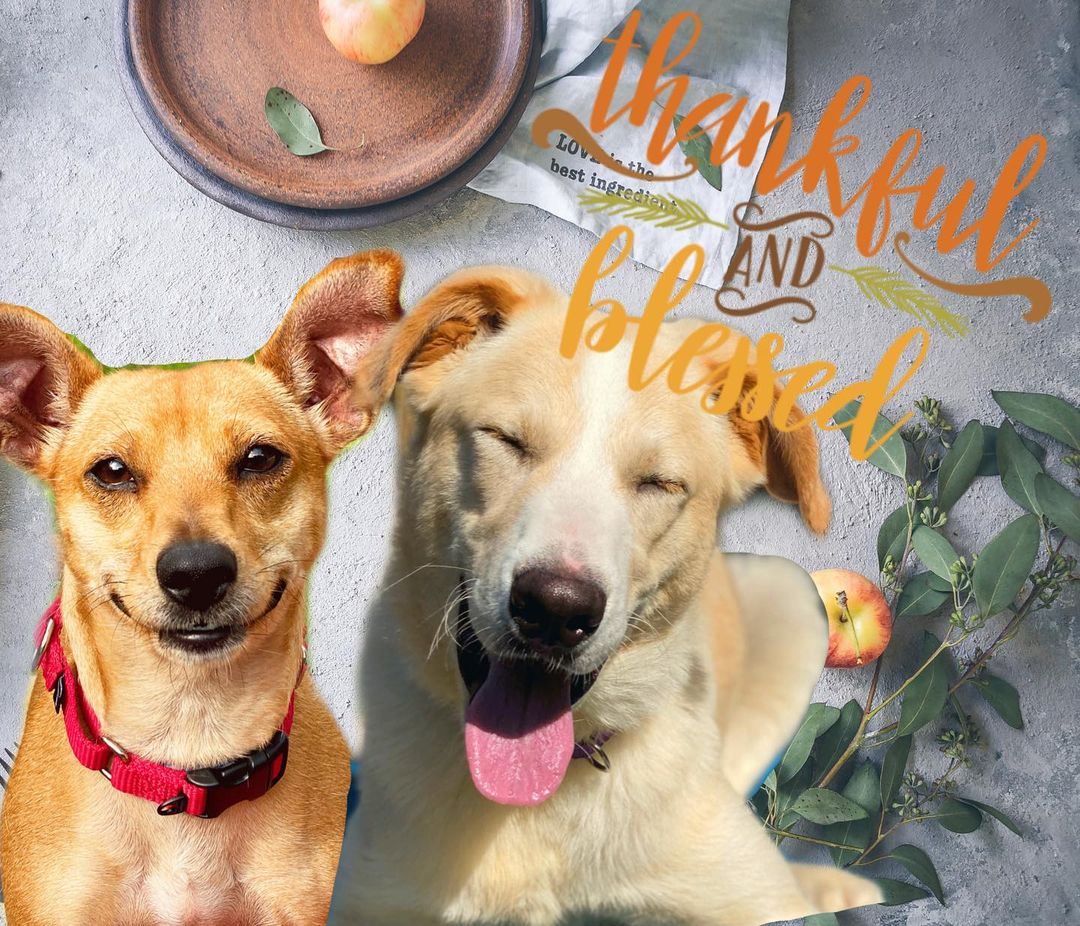 Happy Thanksgiving from our families to yours! We are so thankful for our volunteers (who come in today to take care of our animals), our fosters and rescuers who open their hearts and homes, and our donors and supporters who alway find a way to step up when we have a need. Without each and every one of you, AAR would not be the place it is today. Thank you for everything you do to help us continue our mission and give these animals a second chance at love. ❤️ We know our cats and dogs appreciate it too! <a target='_blank' href='https://www.instagram.com/explore/tags/abandonedanimalrescue/'>#abandonedanimalrescue</a> <a target='_blank' href='https://www.instagram.com/explore/tags/givingpawsahelpinghand/'>#givingpawsahelpinghand</a> <a target='_blank' href='https://www.instagram.com/explore/tags/dogsofaar/'>#dogsofaar</a> <a target='_blank' href='https://www.instagram.com/explore/tags/pupper/'>#pupper</a> <a target='_blank' href='https://www.instagram.com/explore/tags/doggo/'>#doggo</a> <a target='_blank' href='https://www.instagram.com/explore/tags/rescue/'>#rescue</a> <a target='_blank' href='https://www.instagram.com/explore/tags/rescuedogs/'>#rescuedogs</a> <a target='_blank' href='https://www.instagram.com/explore/tags/shelterdog/'>#shelterdog</a> <a target='_blank' href='https://www.instagram.com/explore/tags/happydog/'>#happydog</a> <a target='_blank' href='https://www.instagram.com/explore/tags/gooddoggo/'>#gooddoggo</a> <a target='_blank' href='https://www.instagram.com/explore/tags/lovedogs/'>#lovedogs</a> <a target='_blank' href='https://www.instagram.com/explore/tags/puppies/'>#puppies</a> <a target='_blank' href='https://www.instagram.com/explore/tags/adopt/'>#adopt</a> <a target='_blank' href='https://www.instagram.com/explore/tags/adoptdontshop/'>#adoptdontshop</a> <a target='_blank' href='https://www.instagram.com/explore/tags/adoptable/'>#adoptable</a> <a target='_blank' href='https://www.instagram.com/explore/tags/conroetx/'>#conroetx</a> <a target='_blank' href='https://www.instagram.com/explore/tags/springtx/'>#springtx</a> <a target='_blank' href='https://www.instagram.com/explore/tags/katytx/'>#katytx</a> <a target='_blank' href='https://www.instagram.com/explore/tags/cypresstx/'>#cypresstx</a> <a target='_blank' href='https://www.instagram.com/explore/tags/houston/'>#houston</a> <a target='_blank' href='https://www.instagram.com/explore/tags/magnoliachamberofcommerce/'>#magnoliachamberofcommerce</a> <a target='_blank' href='https://www.instagram.com/explore/tags/magnoliatx/'>#magnoliatx</a> <a target='_blank' href='https://www.instagram.com/explore/tags/thewoodlands/'>#thewoodlands</a> <a target='_blank' href='https://www.instagram.com/explore/tags/happythanksgivng/'>#happythanksgivng</a> <a target='_blank' href='https://www.instagram.com/explore/tags/givethanks/'>#givethanks</a> <a target='_blank' href='https://www.instagram.com/explore/tags/thankful/'>#thankful</a>