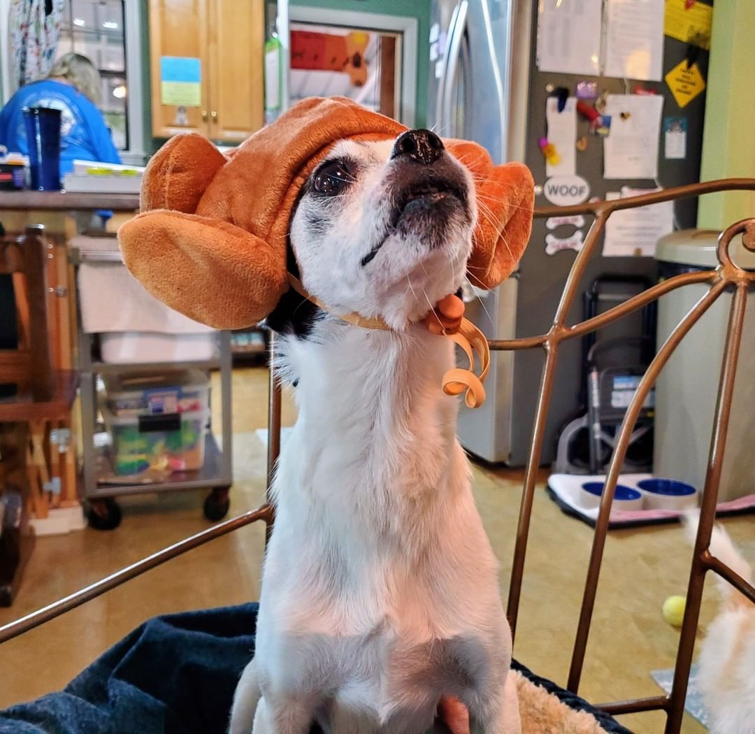 Happy Thanksgiving 🦃 The pups enjoyed a turkey feast prepared and served by the volunteers!