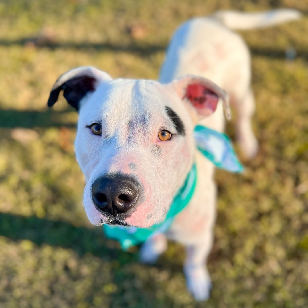 Meet Pac-Man! ⁠
⁠
The most important thing to know about this beautiful boy is that he will love you furrever! Pac-Man is pawsitively charming, and very gentle! His relaxed personality is sure to make him a ton of new friends in the future; he is ready to leave shelter life behind him and seek out a life of adventure and love by your side!⁠
⁠
Ready to pick up Pac-Man? Adopt or foster him Monday - Saturday from 12-5 p.m. or by appointment at 864-467-3985.