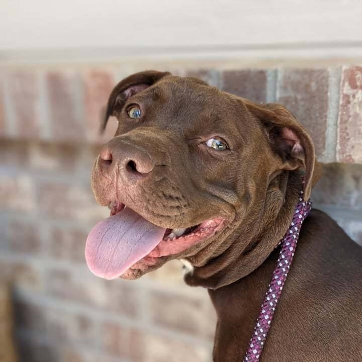 I’m Canyon & I am a handsome 11 month old Lab mix.  I love playing with people and other dogs! I’ll do the cutest puppy play moves to get you up! I’m learning this leash thing, my foster mom thinks we both should hold it, I disagree. I’m busy playing but I might have time for a meet and greet if you have a big yard and lots of snack times. I’m hoping to join family with a dog so I have someone to play rough with, they say I’m a big boy. Will you squeeze yourself into my busy schedule?

Breed Restrictions Apply.

👇👇SUBMIT AN APPLICATION HERE: 👇👇
https://2babrescue.org/adoption-fees-info
.
.
.
<a target='_blank' href='https://www.instagram.com/explore/tags/2babr/'>#2babr</a> <a target='_blank' href='https://www.instagram.com/explore/tags/2blondesallbreedrescue/'>#2blondesallbreedrescue</a> <a target='_blank' href='https://www.instagram.com/explore/tags/canyon/'>#canyon</a> <a target='_blank' href='https://www.instagram.com/explore/tags/colorado/'>#colorado</a> <a target='_blank' href='https://www.instagram.com/explore/tags/denver/'>#denver</a> <a target='_blank' href='https://www.instagram.com/explore/tags/coloradorescue/'>#coloradorescue</a> <a target='_blank' href='https://www.instagram.com/explore/tags/rescuesofcolorado/'>#rescuesofcolorado</a> <a target='_blank' href='https://www.instagram.com/explore/tags/adoptme/'>#adoptme</a> <a target='_blank' href='https://www.instagram.com/explore/tags/adoptdontshop/'>#adoptdontshop</a> <a target='_blank' href='https://www.instagram.com/explore/tags/rescuedismyfavoritebreed/'>#rescuedismyfavoritebreed</a> <a target='_blank' href='https://www.instagram.com/explore/tags/rescuedogsofintagram/'>#rescuedogsofintagram</a> <a target='_blank' href='https://www.instagram.com/explore/tags/muttsofinsta/'>#muttsofinsta</a>