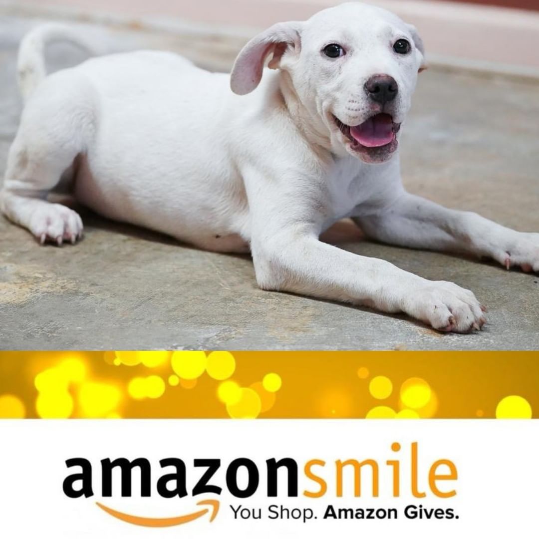 Its Black Friday! Don't forget to support the Morris Animal Refuge by using Amazon Smile! When you shop using www.smile.amazon.com, you can choose Morris as a beneficiary, and part of every purchase will come directly to the Refuge.

Did you know that you can now use AmazonSmile when shopping on the Amazon App? Set it up in three easy steps!

1. Open the Amazon app on your phone.
2. Select 