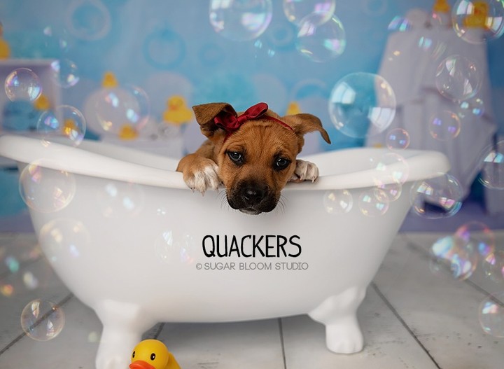 How do we still have so many cuties from the Duck litter available?  These sweethearts are ready & waiting for their homes for the Holidays!

Please note that homeownership is required. 

👇👇SUBMIT AN APPLICATION HERE: 👇👇
https://2babrescue.org/adoption-fees-info
.
.
.
<a target='_blank' href='https://www.instagram.com/explore/tags/2babr/'>#2babr</a> <a target='_blank' href='https://www.instagram.com/explore/tags/2blondesallbreedrescue/'>#2blondesallbreedrescue</a> <a target='_blank' href='https://www.instagram.com/explore/tags/ducklitter/'>#ducklitter</a> <a target='_blank' href='https://www.instagram.com/explore/tags/colorado/'>#colorado</a> <a target='_blank' href='https://www.instagram.com/explore/tags/denver/'>#denver</a> <a target='_blank' href='https://www.instagram.com/explore/tags/coloradorescue/'>#coloradorescue</a> <a target='_blank' href='https://www.instagram.com/explore/tags/rescuesofcolorado/'>#rescuesofcolorado</a> <a target='_blank' href='https://www.instagram.com/explore/tags/adoptdontshop/'>#adoptdontshop</a> <a target='_blank' href='https://www.instagram.com/explore/tags/adoptme/'>#adoptme</a> <a target='_blank' href='https://www.instagram.com/explore/tags/puppies/'>#puppies</a>