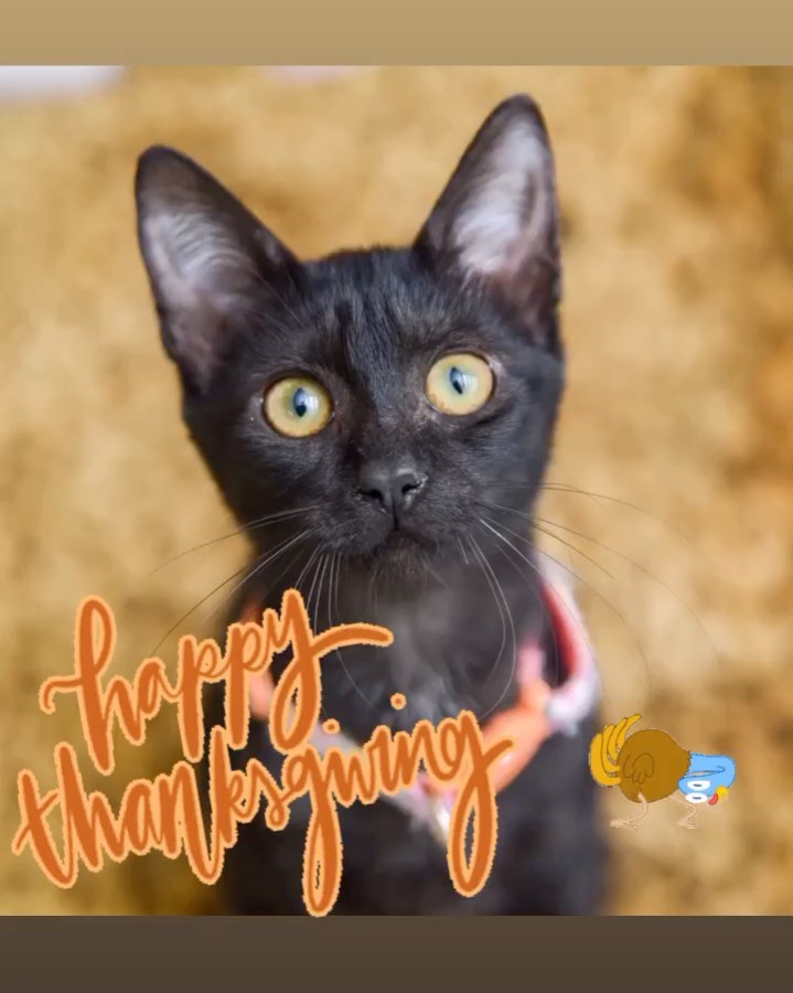 We hope that you all have a wonderful holiday! <a target='_blank' href='https://www.instagram.com/explore/tags/thanksgiving/'>#thanksgiving</a> <a target='_blank' href='https://www.instagram.com/explore/tags/happythanksgivng/'>#happythanksgivng</a> <a target='_blank' href='https://www.instagram.com/explore/tags/kitten/'>#kitten</a> <a target='_blank' href='https://www.instagram.com/explore/tags/kittensofinstagram/'>#kittensofinstagram</a> <a target='_blank' href='https://www.instagram.com/explore/tags/blackkitten/'>#blackkitten</a> <a target='_blank' href='https://www.instagram.com/explore/tags/kittenlove/'>#kittenlove</a>