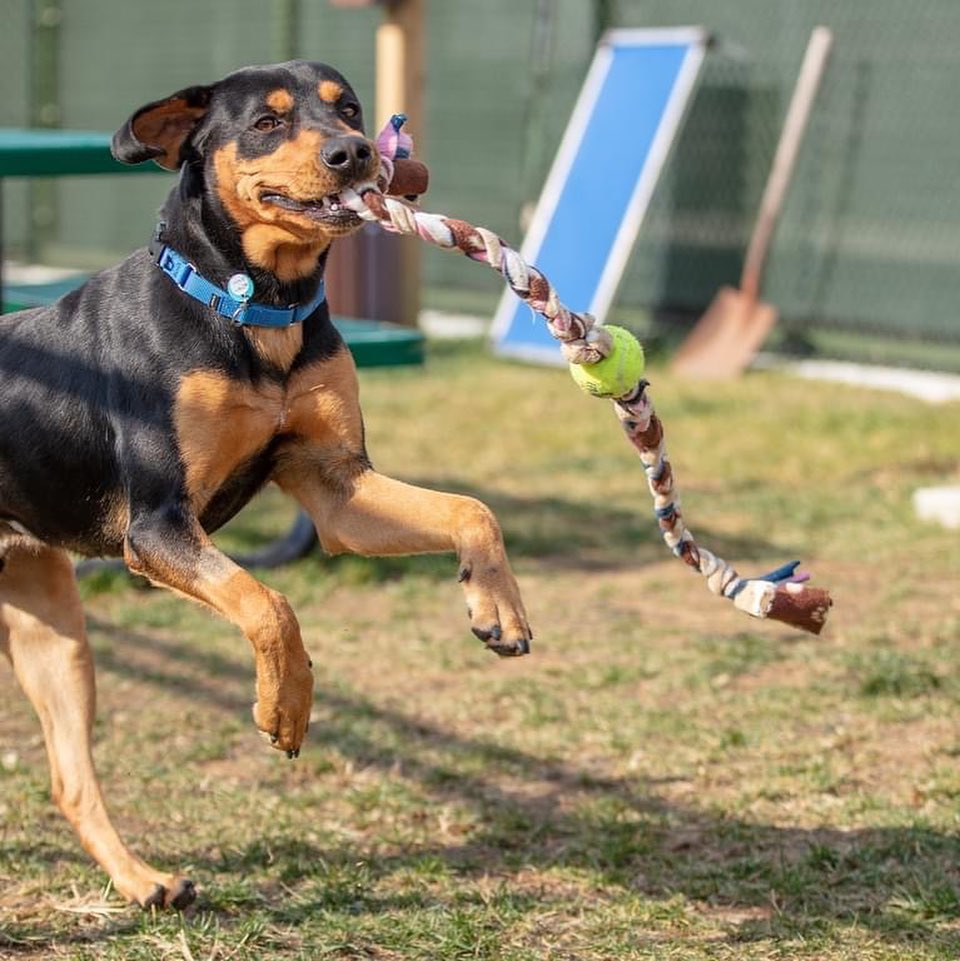 Do you need an extra player for your Thanksgiving backyard football game? Bruce is ready to step in! 

This happy pup loves to play ball and will go long for all of your touchdown passes! Bruce loves playing with other pups or making friends with people, no need to trade players, he is ready to join the team! Bruce might need to brush up on a few plays, but he learned 