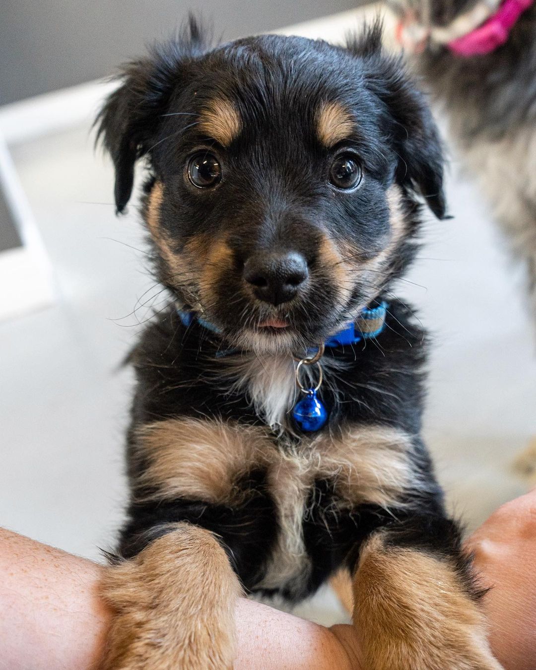 🚨 FLOOF ALERT! ⚠️
🚨 Applications closed for these pups! 🚨

Schnauzer poodle pups 😍

These 3 puppies are the babies of Hennessy (pictured last- who is the sweetest mama ever! She’s great on leash and friendly as ever!) 🥰

When applying to adopt these puppies, make sure that your application is detailed and complete and that you send photos and videos of your home so we can determine you are the best fit for the puppy’s life. 🧡

☕️ KAHLUA - 8 week old, Female, schnauzer poodle mix. 

🥛 BAILEY - 8 week old, Female, schnauzer poodle mix. 

👨🏼‍✈️ MORGAN - 8 week old, Male, schnauzer poodle mix.

These puppies were rescued at about 5 weeks old, so will be with their foster families until they are 8 weeks old/ready to go home. 

Come meet their mom Hennessy who’s a 1 Year Old, Female, Shnauzer Poodle. She is still recovering from having babies so will need to be spayed in a few months, and we will provide a voucher to get that done at our vet clinic. 🥰

All the puppies saw our vet yesterday are healthy and cute as ever! 🥰

Apply now by visiting our website:

📮 WagmorPets.org/Adoption

🧡🧡🧡

🐶 <a target='_blank' href='https://www.instagram.com/explore/tags/weeklyfluff/'>#weeklyfluff</a> <a target='_blank' href='https://www.instagram.com/explore/tags/puppiesforall/'>#puppiesforall</a> <a target='_blank' href='https://www.instagram.com/explore/tags/floofydog/'>#floofydog</a> <a target='_blank' href='https://www.instagram.com/explore/tags/poodlepuppies/'>#poodlepuppies</a> <a target='_blank' href='https://www.instagram.com/explore/tags/puppiesofinstagram/'>#puppiesofinstagram</a> <a target='_blank' href='https://www.instagram.com/explore/tags/wagmorpets/'>#wagmorpets</a> 🐶